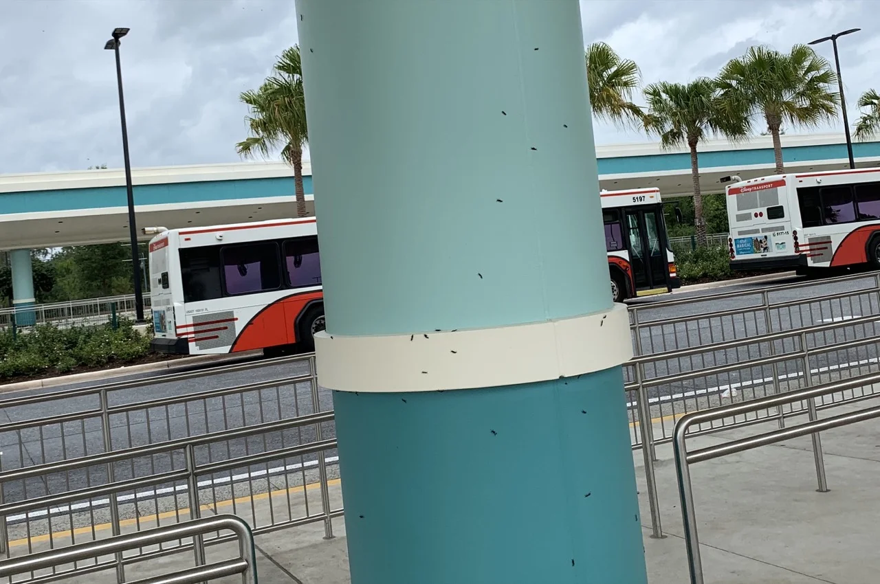 disney world trip report early summer 2019 day 1 14 bugs.jpeg