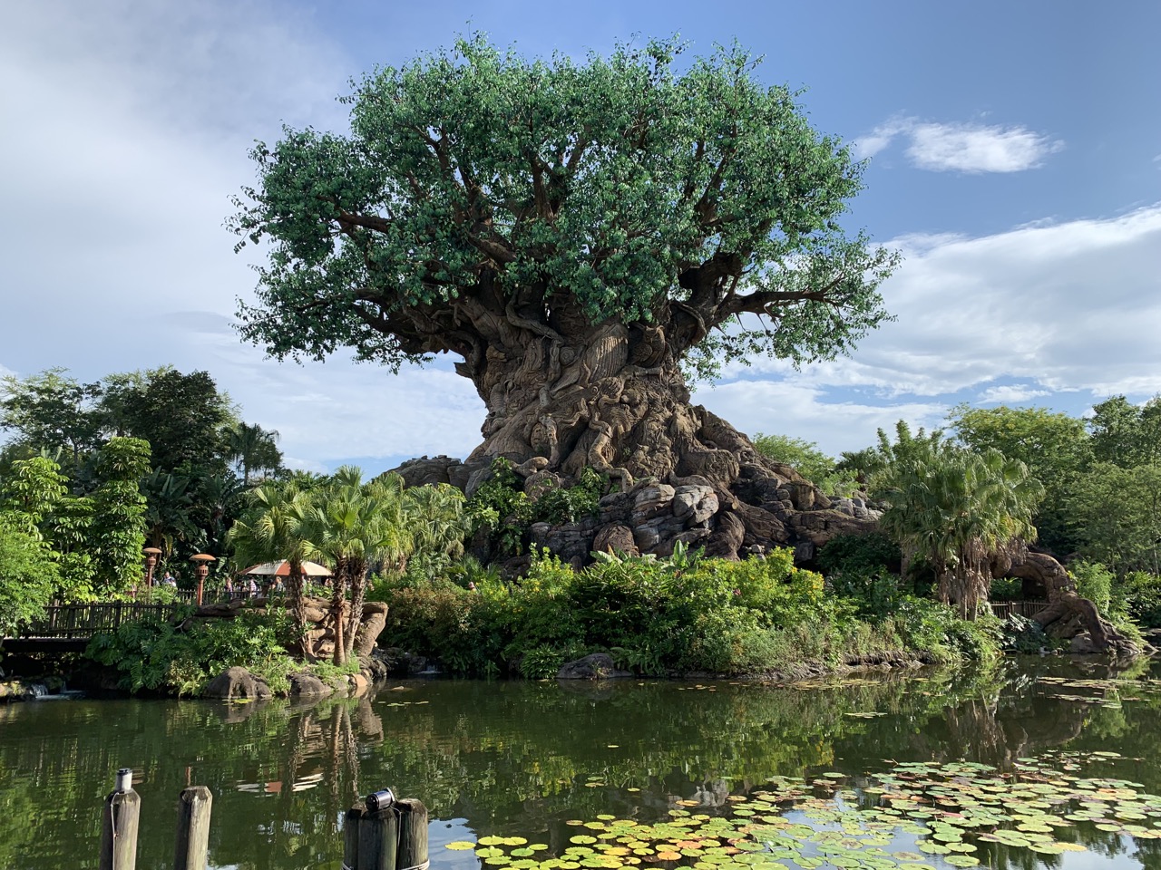 disney world trip report early summer 2019 day 1 11 tree.jpeg