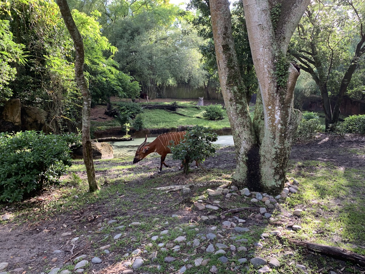 disney world trip report early summer 2019 day three 27 safari.jpeg