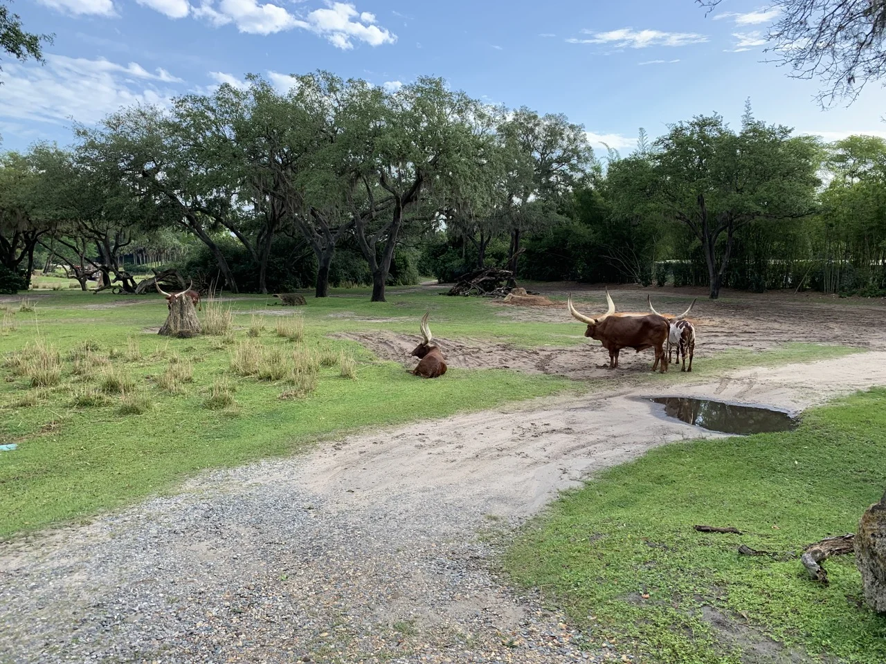 disney world trip report early summer 2019 day three 34 safari.jpeg