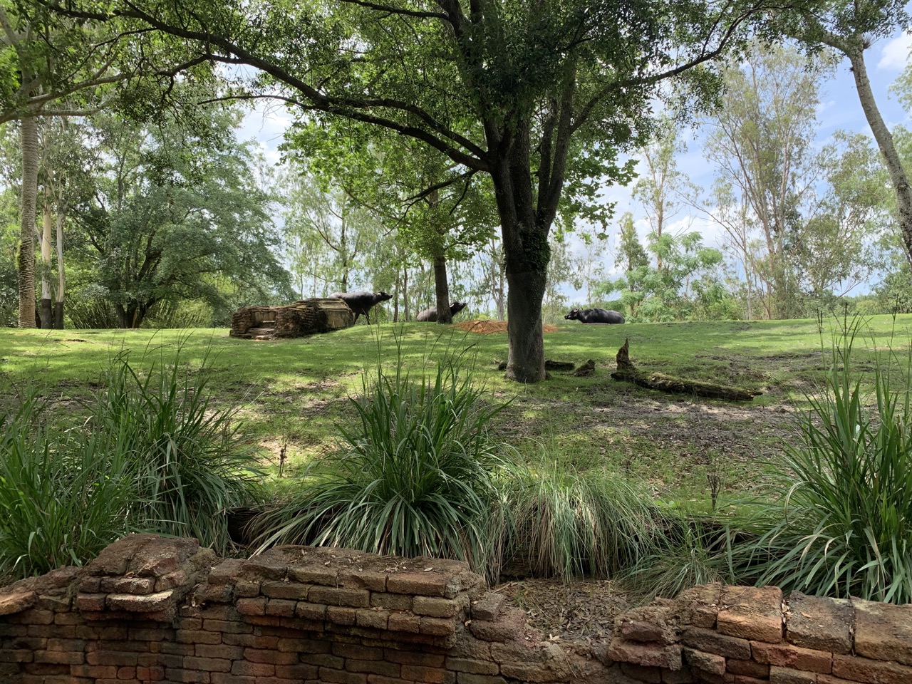 disney world trip report early summer 2019 day three 98 maharajah.jpeg