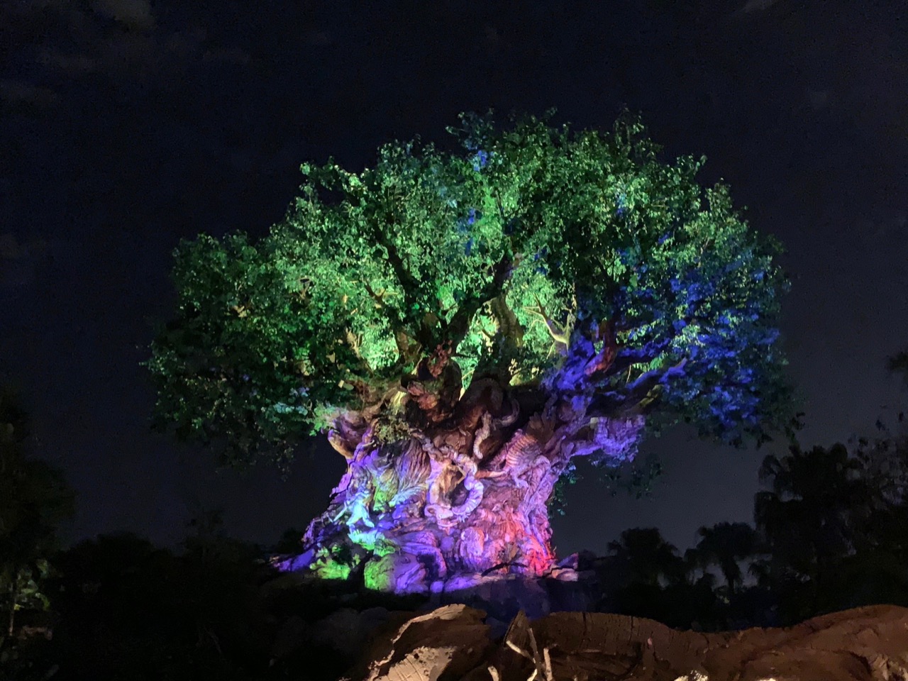 disney animal kingdom hours 03 night tree.jpeg