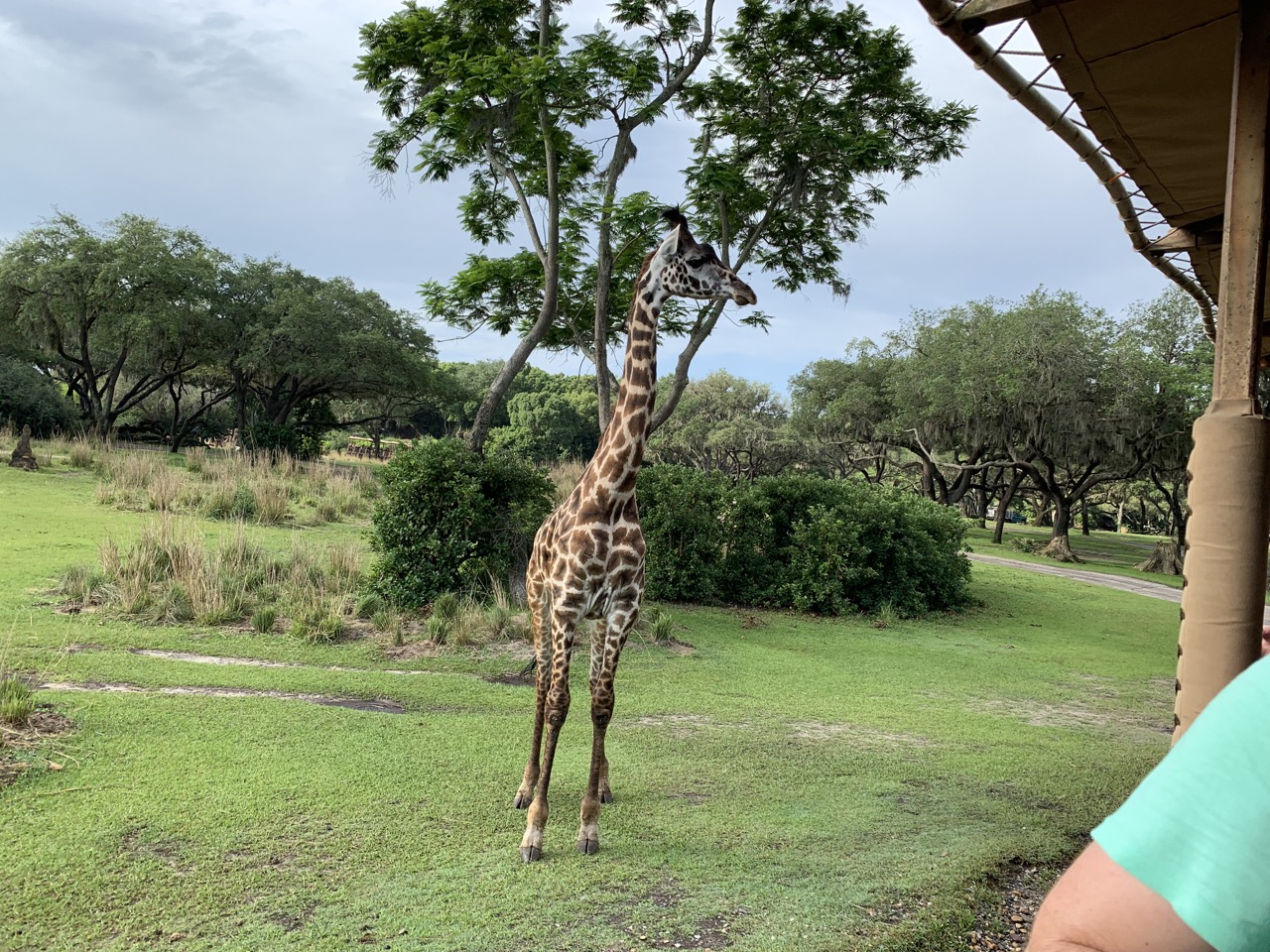 best disney rides in the world kilimanjaro.jpeg