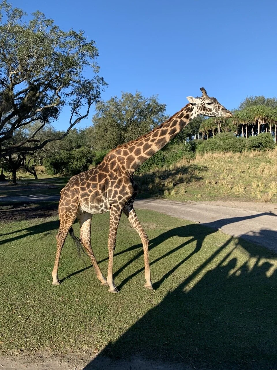 Jan 2020 Disney World Trip Report - Animal Kingdom EMH + Full Day