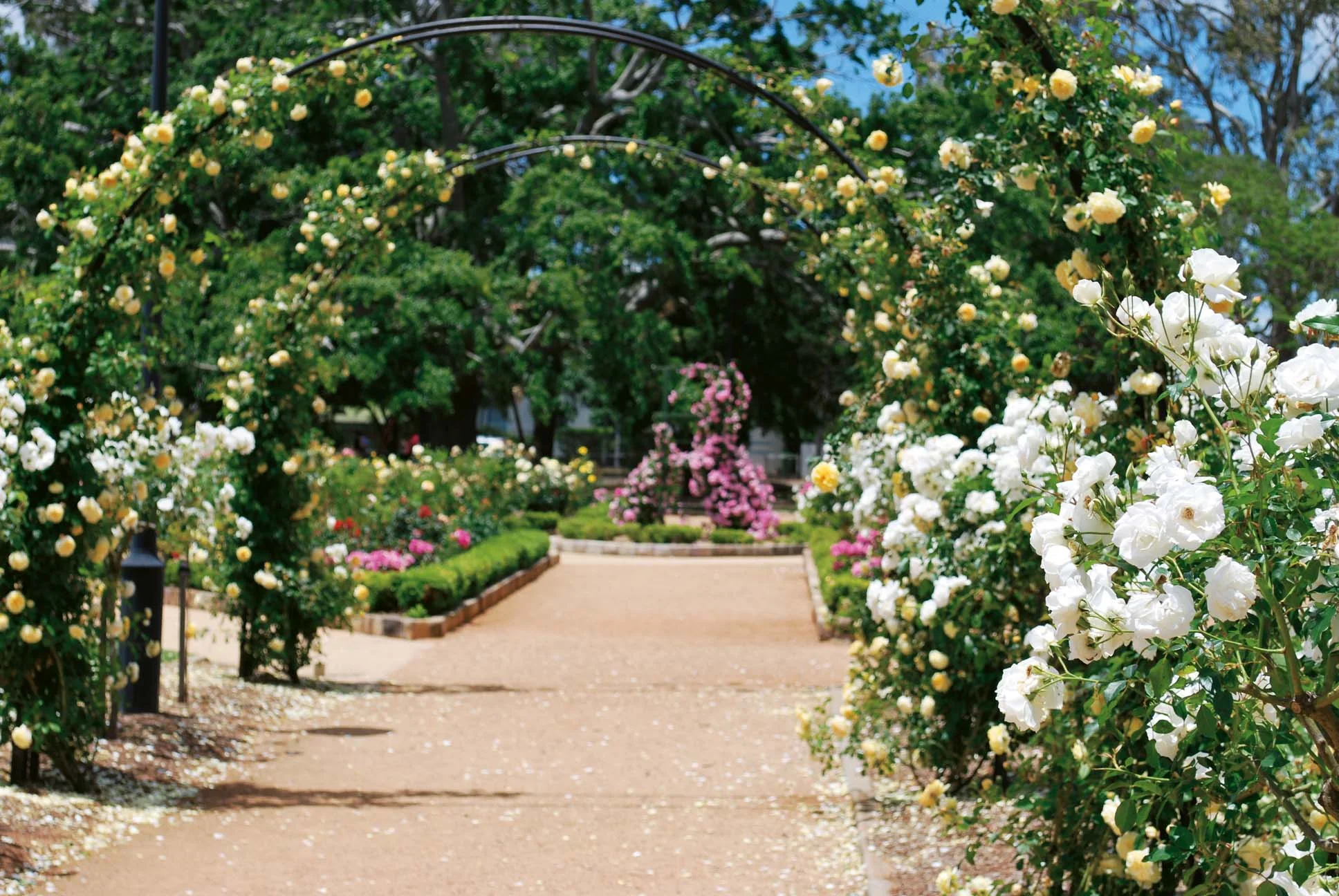QLD State Rose Garden