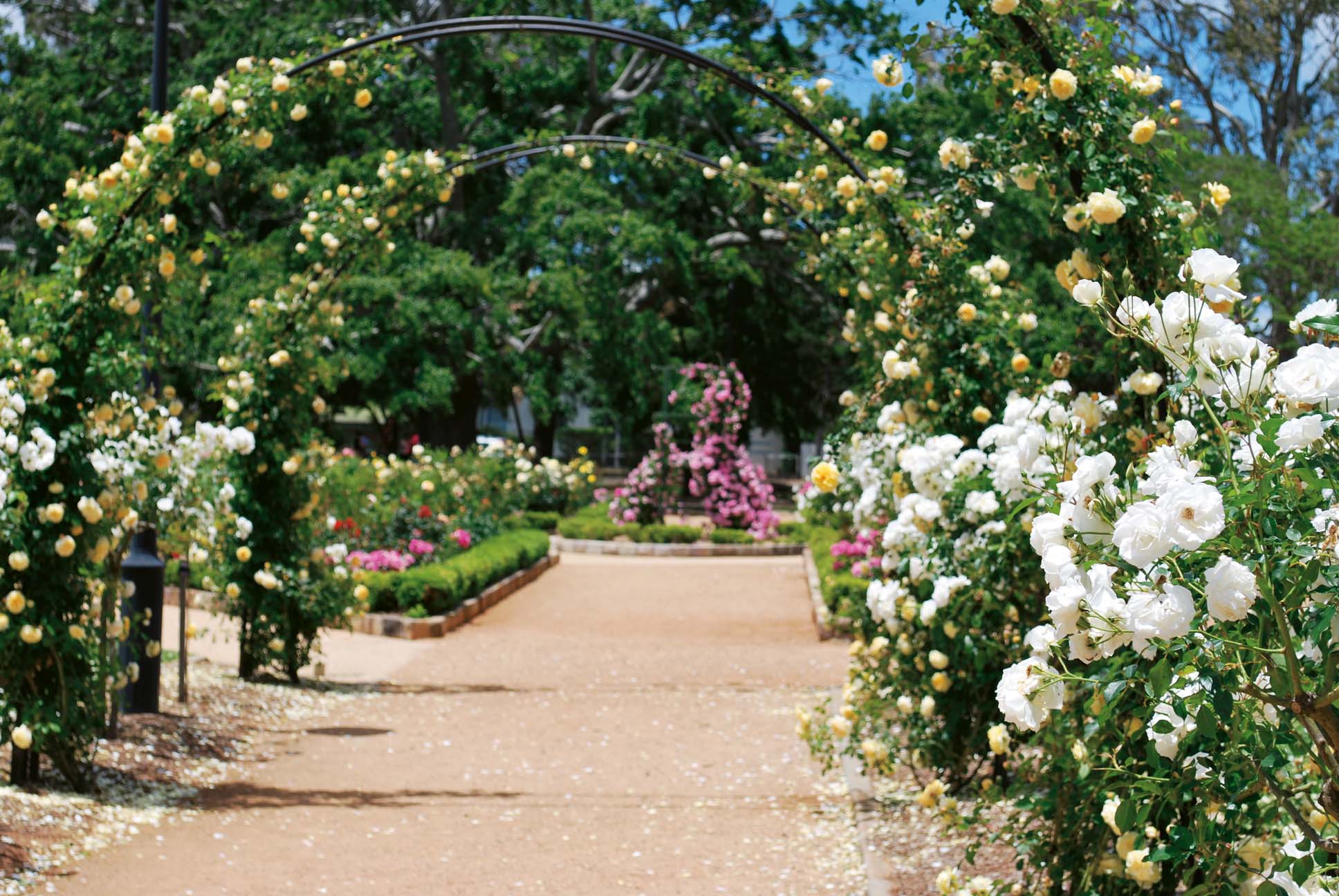 Into The Rose Garden Our Roses — QLD State Rose Garden