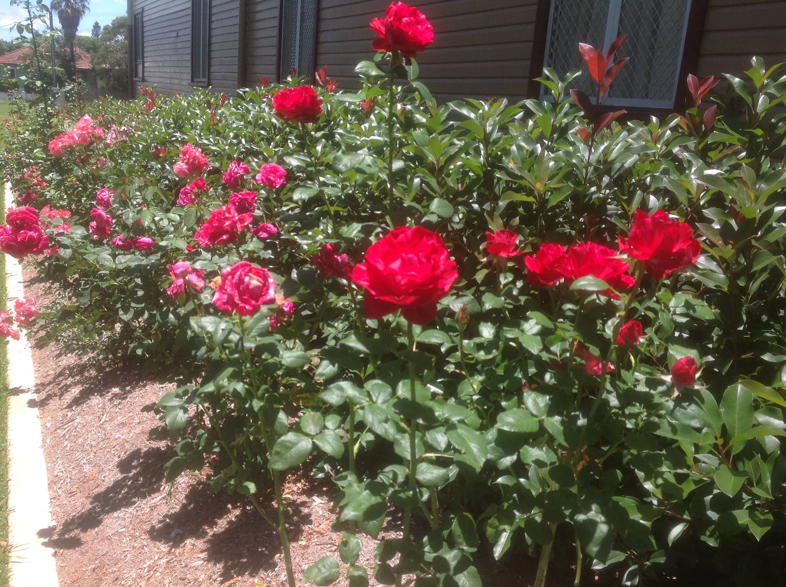 Our Roses — QLD State Rose Garden