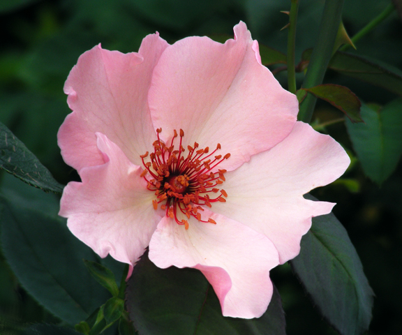 QLD State Rose Garden