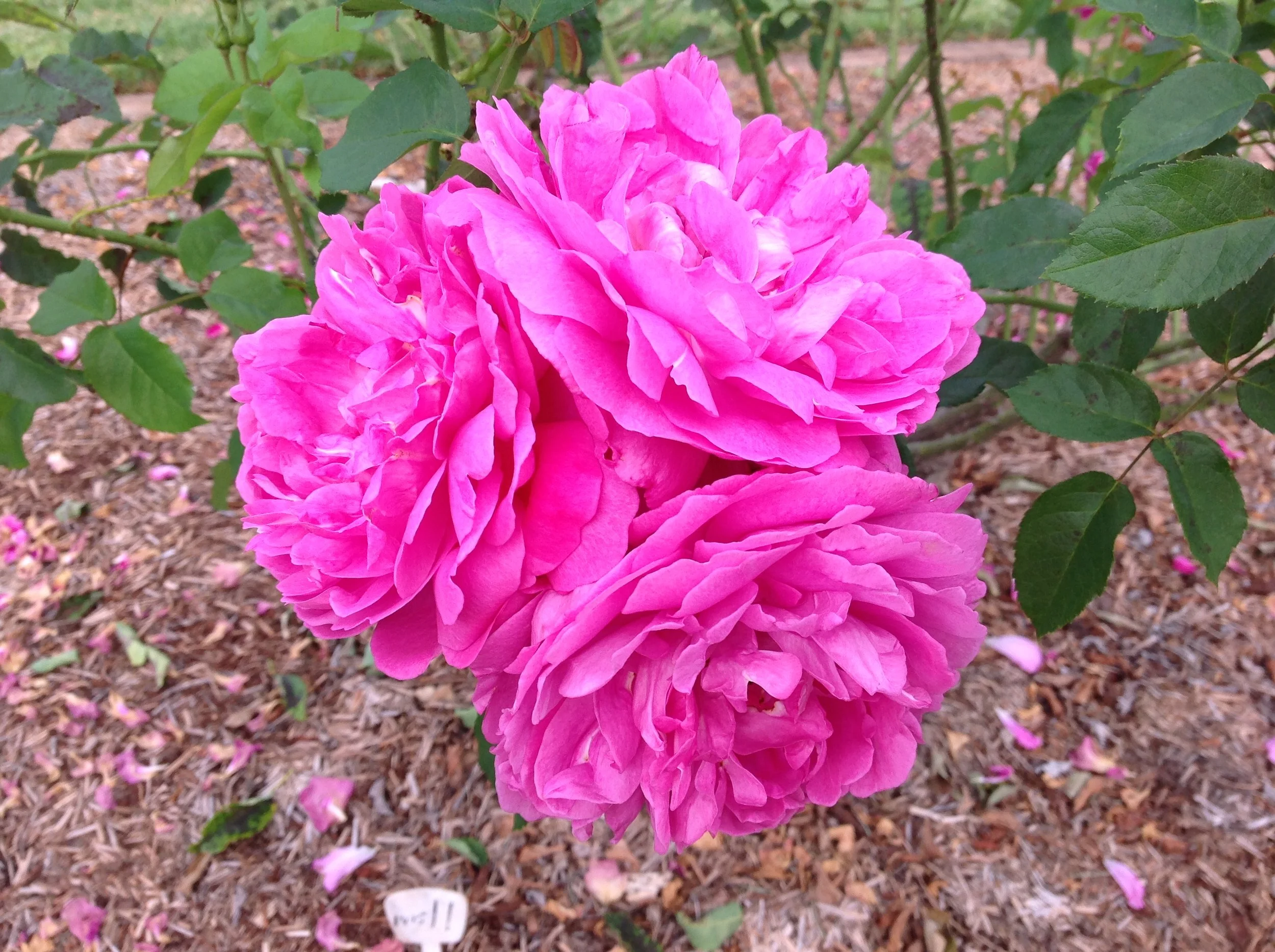 QLD State Rose Garden