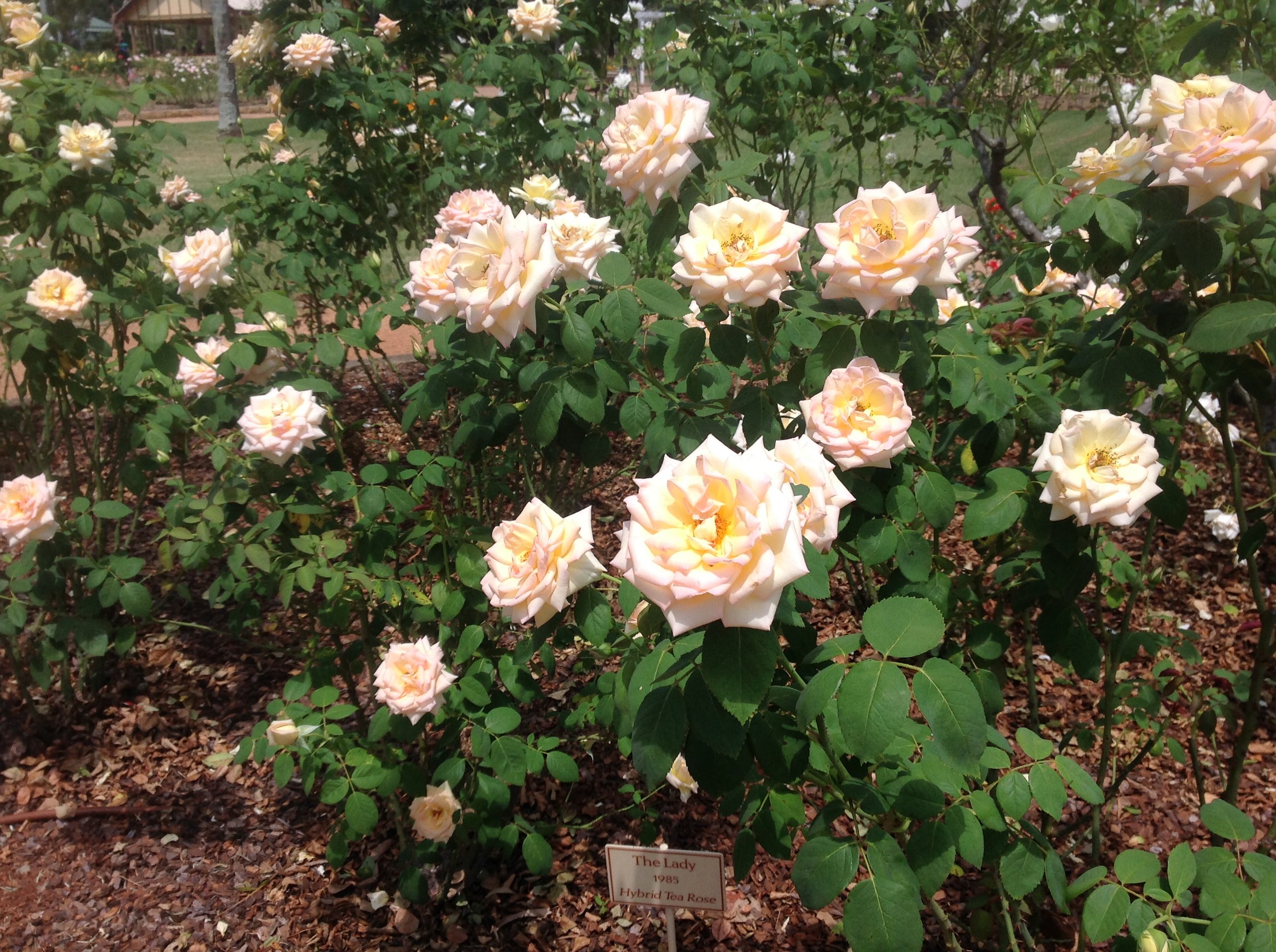 Qld State Rose Garden