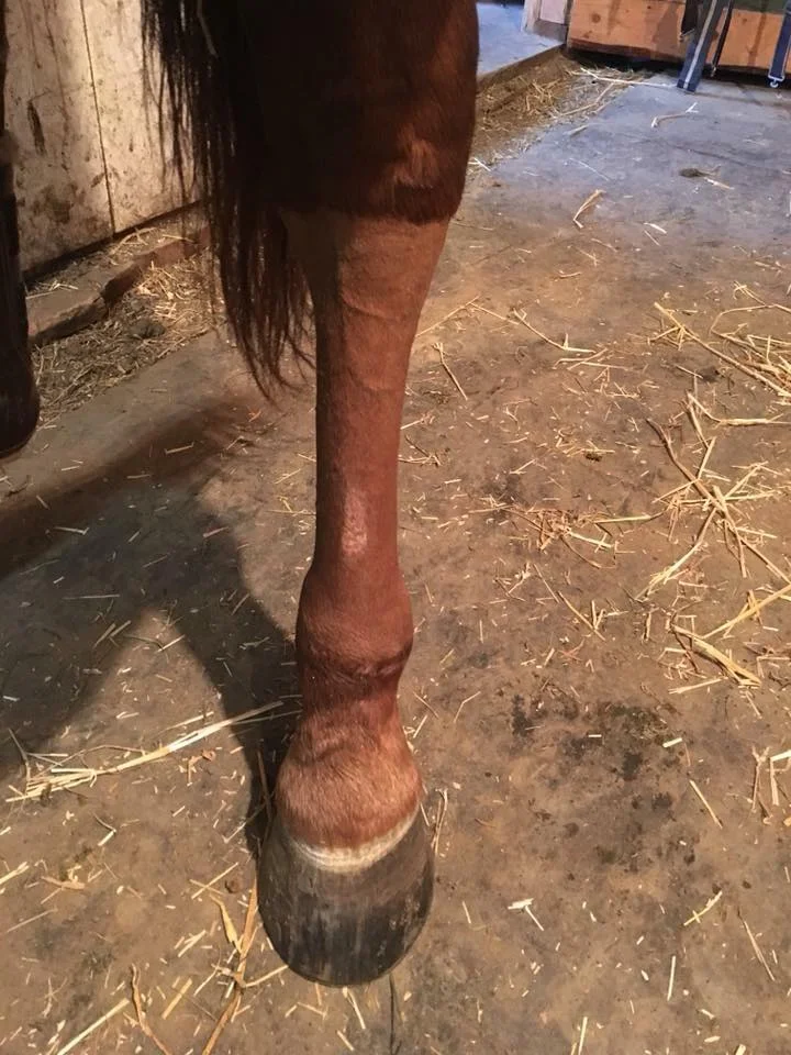 Cavallo16.jpg