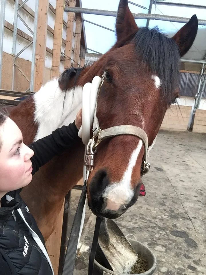 Cavallo4.jpg
