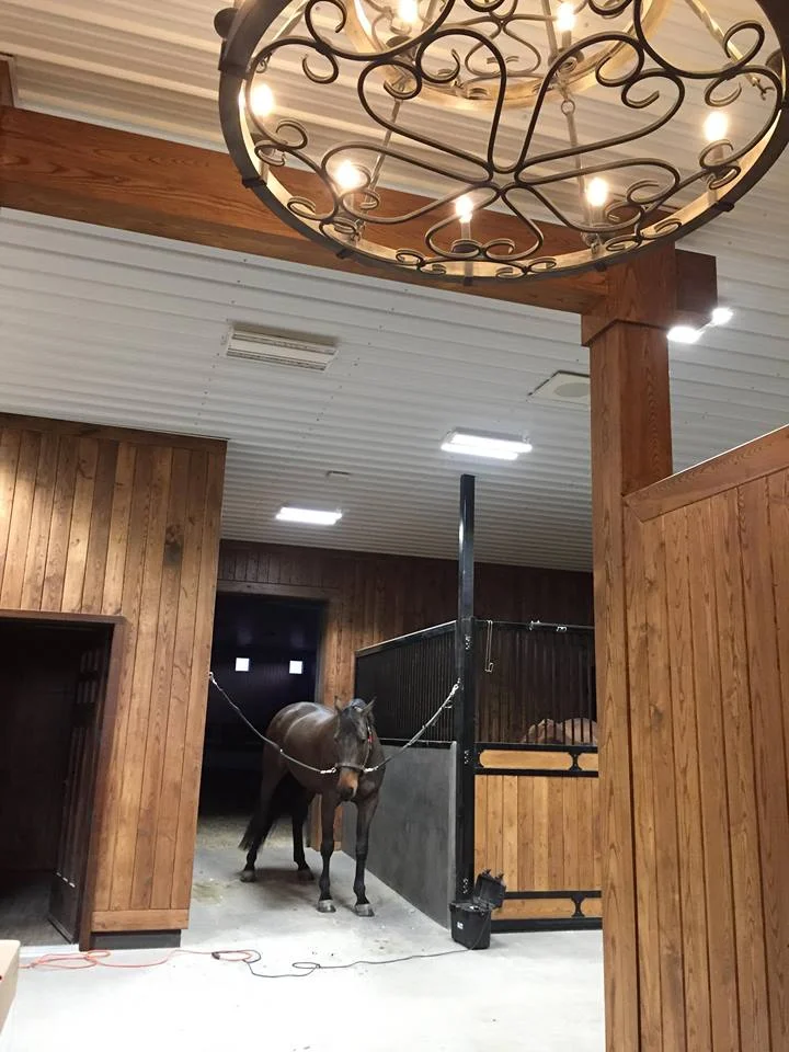 Cavallo7.jpg