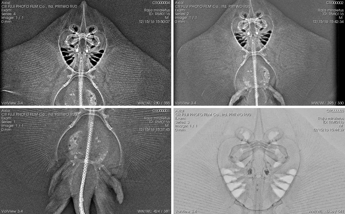 Fantastični Veterinarski fakultet u Sarajevu kao ekskluzivni partner Sharklab ADRIA već nekoliko mjeseci radi na pionirskim studijama funkcionalne morfologije, patologije, parazitologije i radiologije (RTG/CT) hrskavičastih riba Jadranskog mora, primarno iz Neumskog zaliva (tj. BiH).
