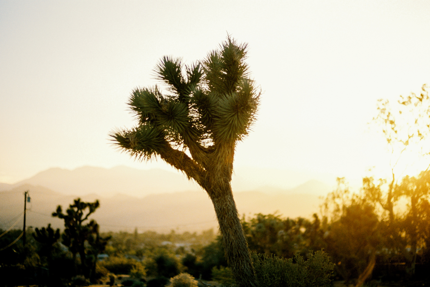 PalmSpringsEngagementPhotos-10.jpg