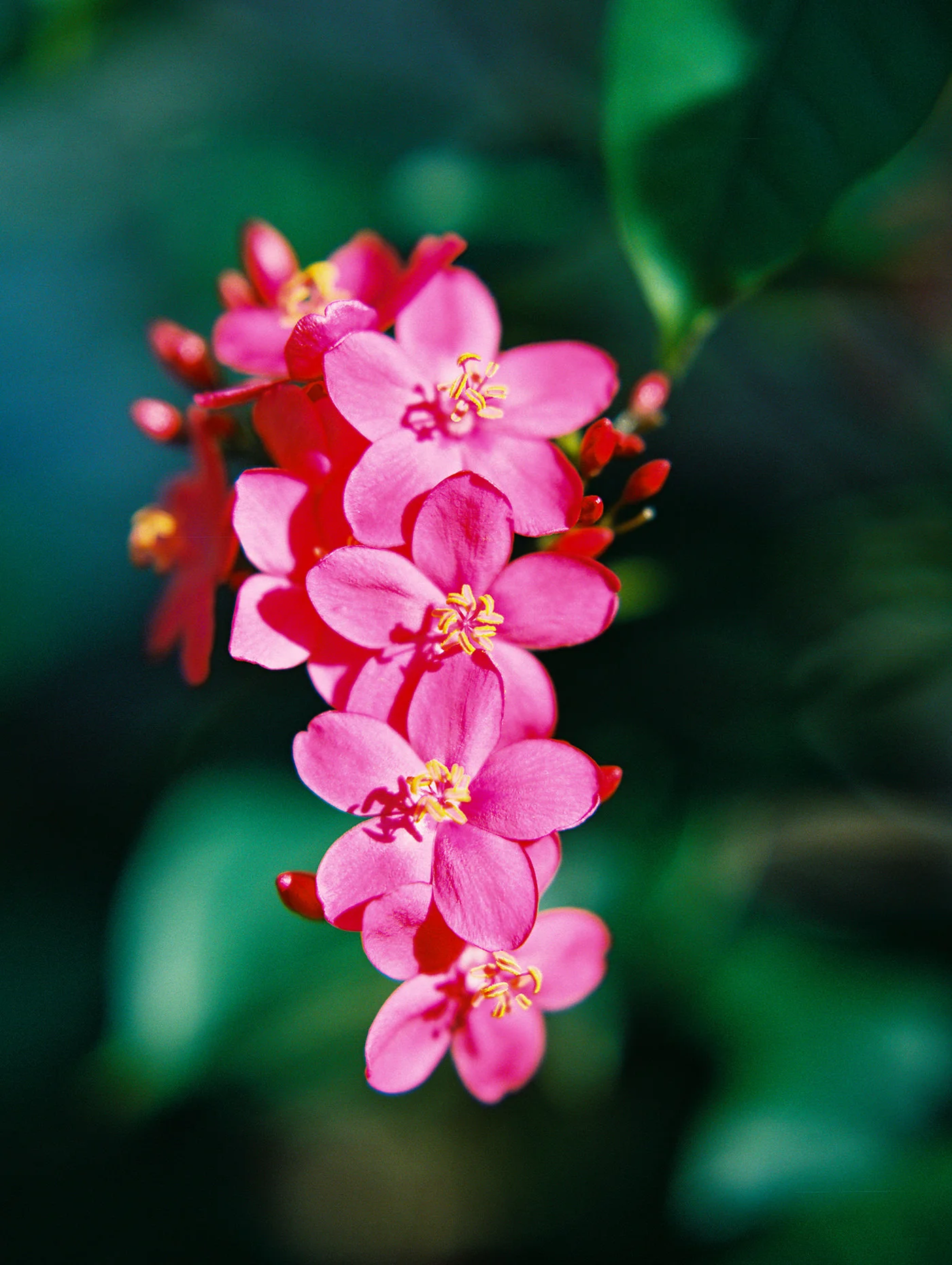 Peregrina, also known as Spicy Jatropha flowers. Shot on my Contax 645 medium format film camera.