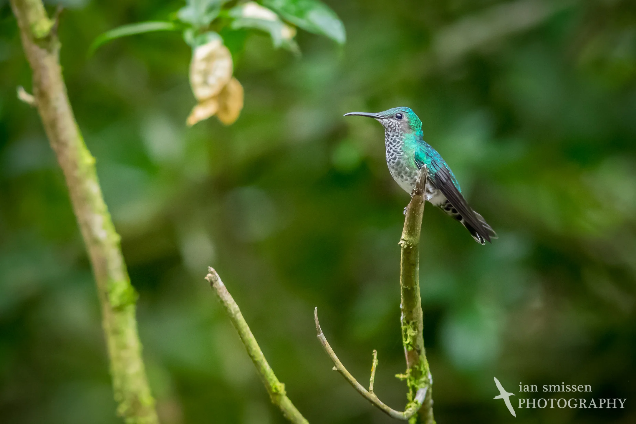 White-necked Jacobin (female)
