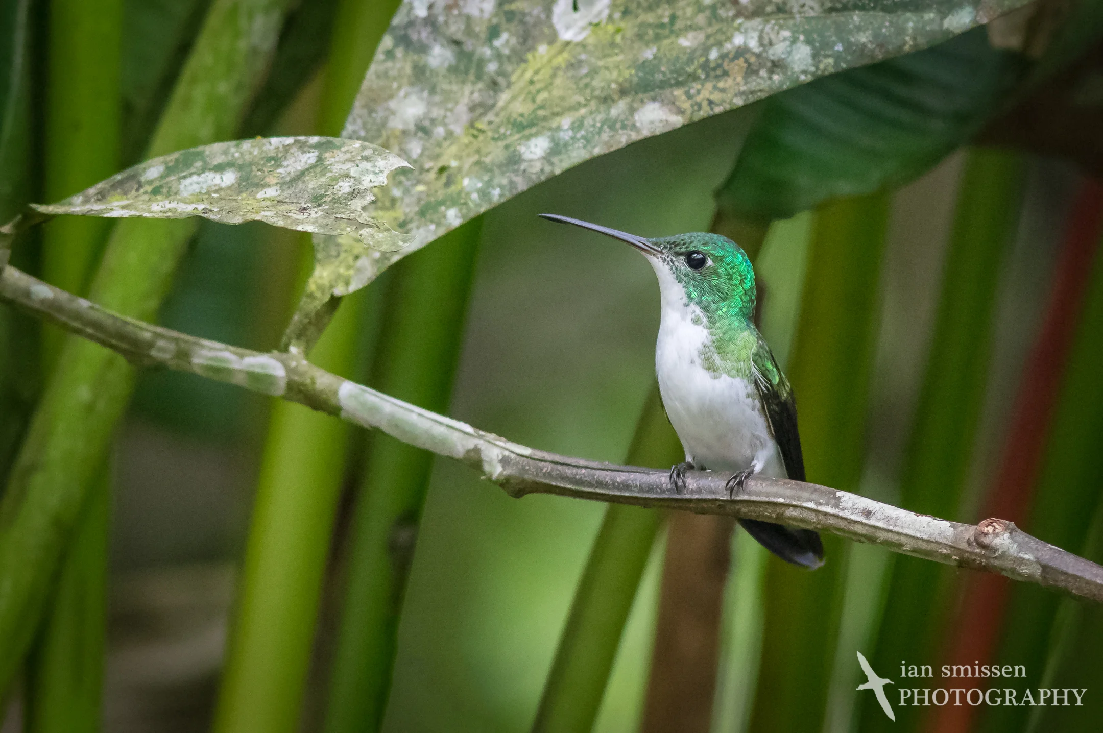 Andean Emerald
