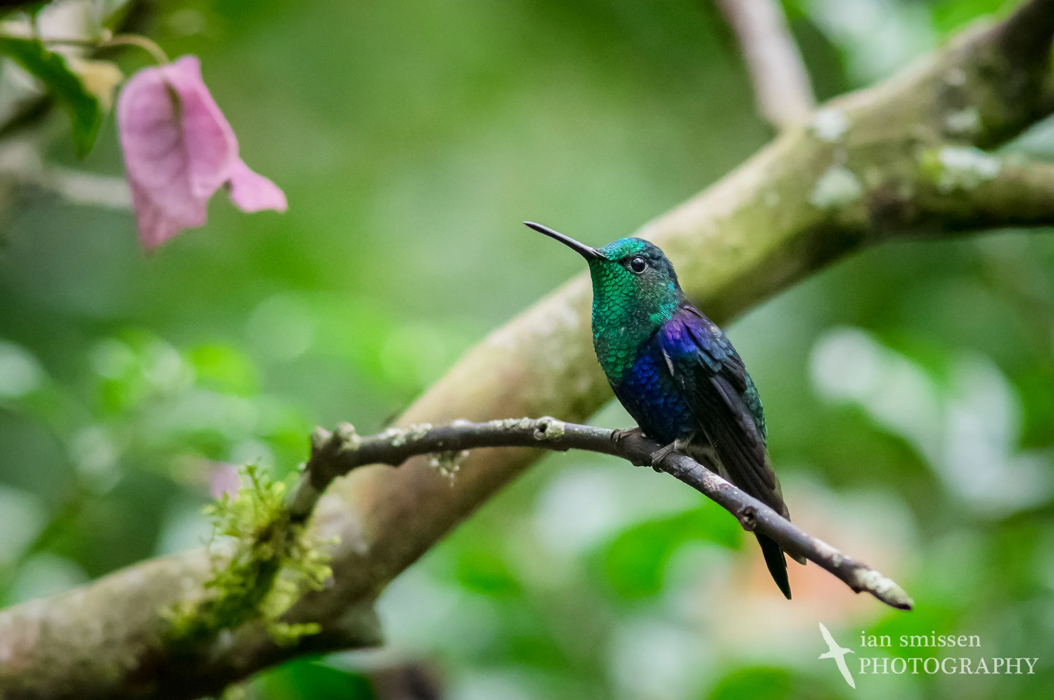 Green-crowned Woodnymph