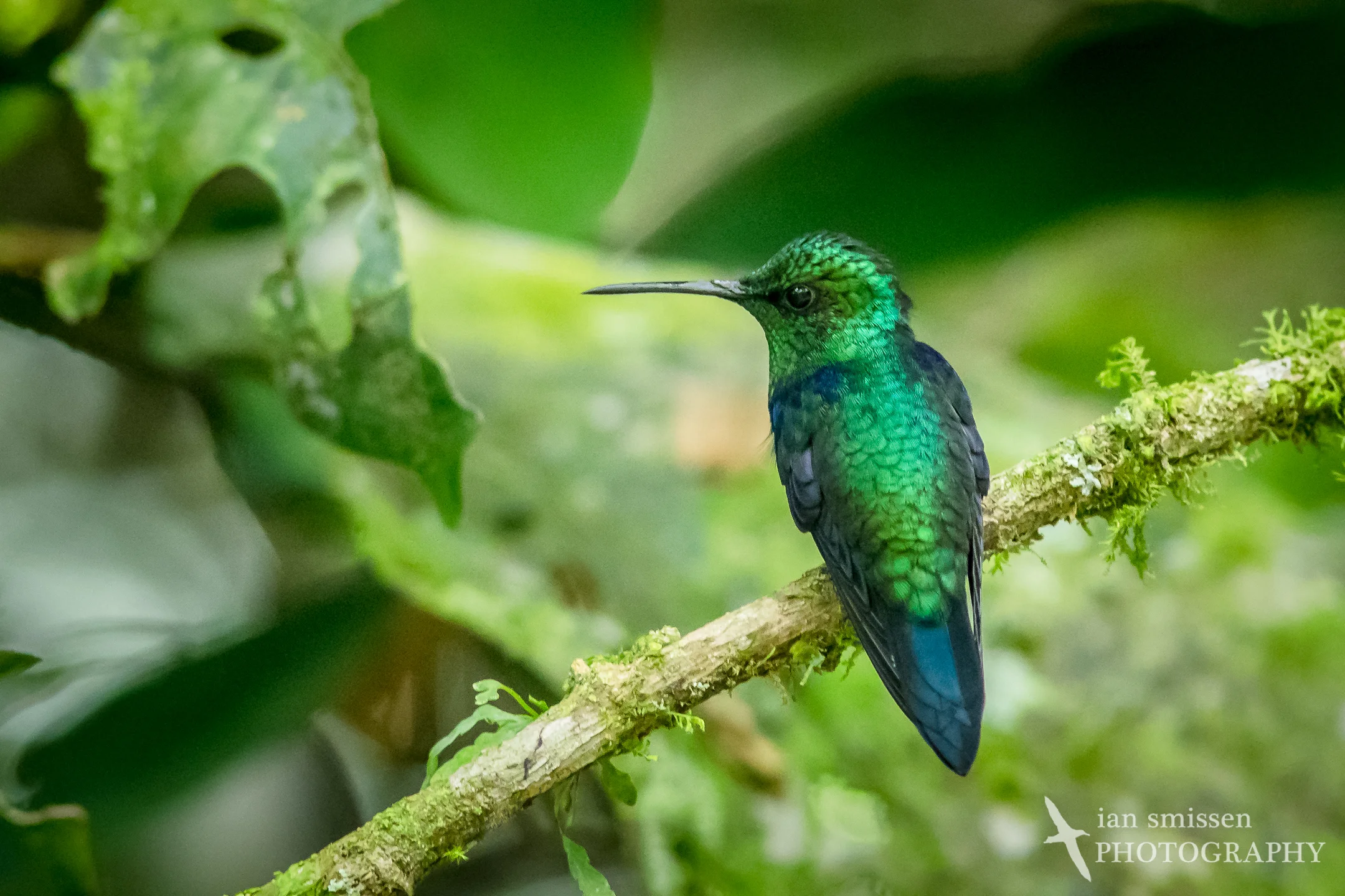 Green-crowned Woodnymph