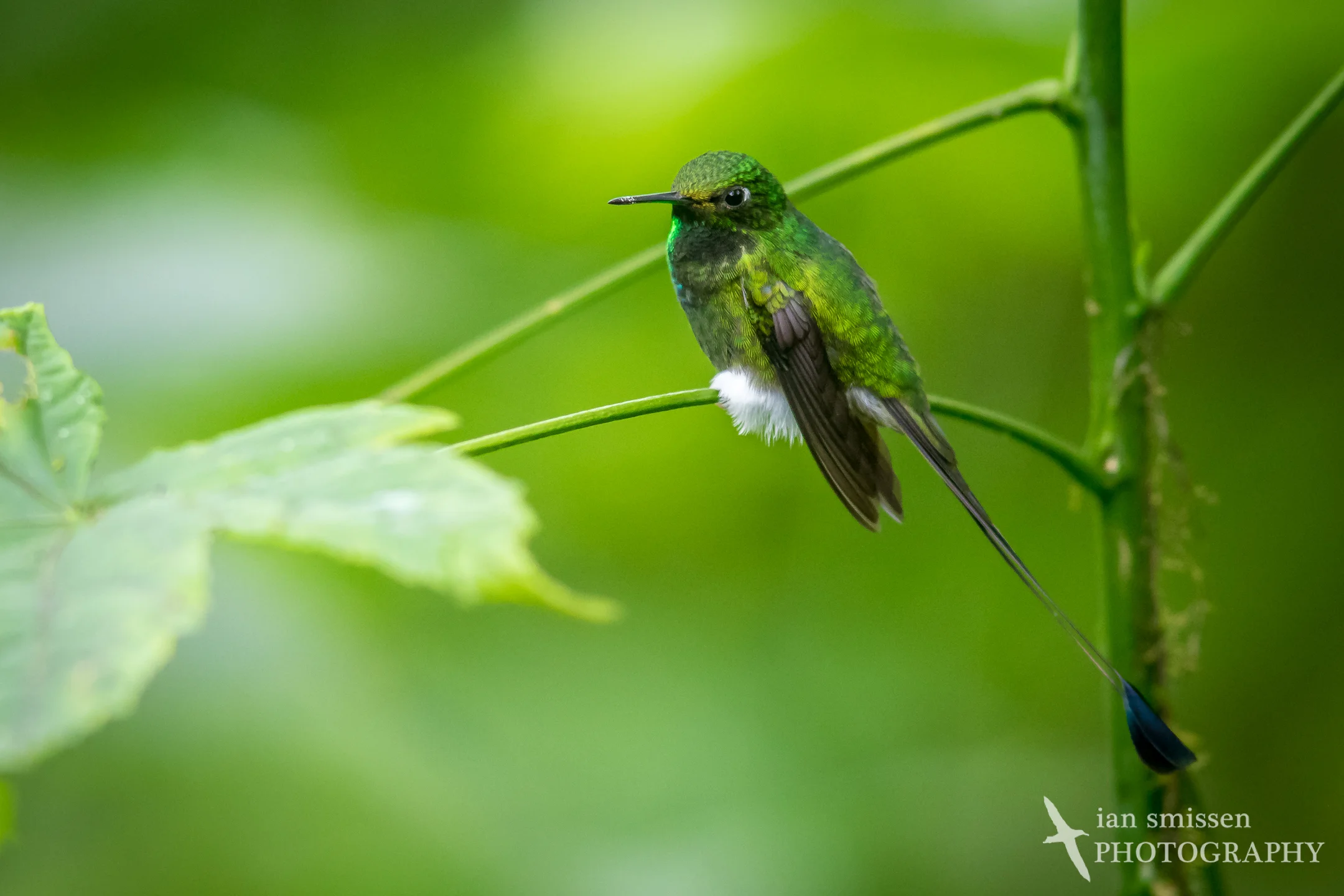 Booted Racket-tail (male)