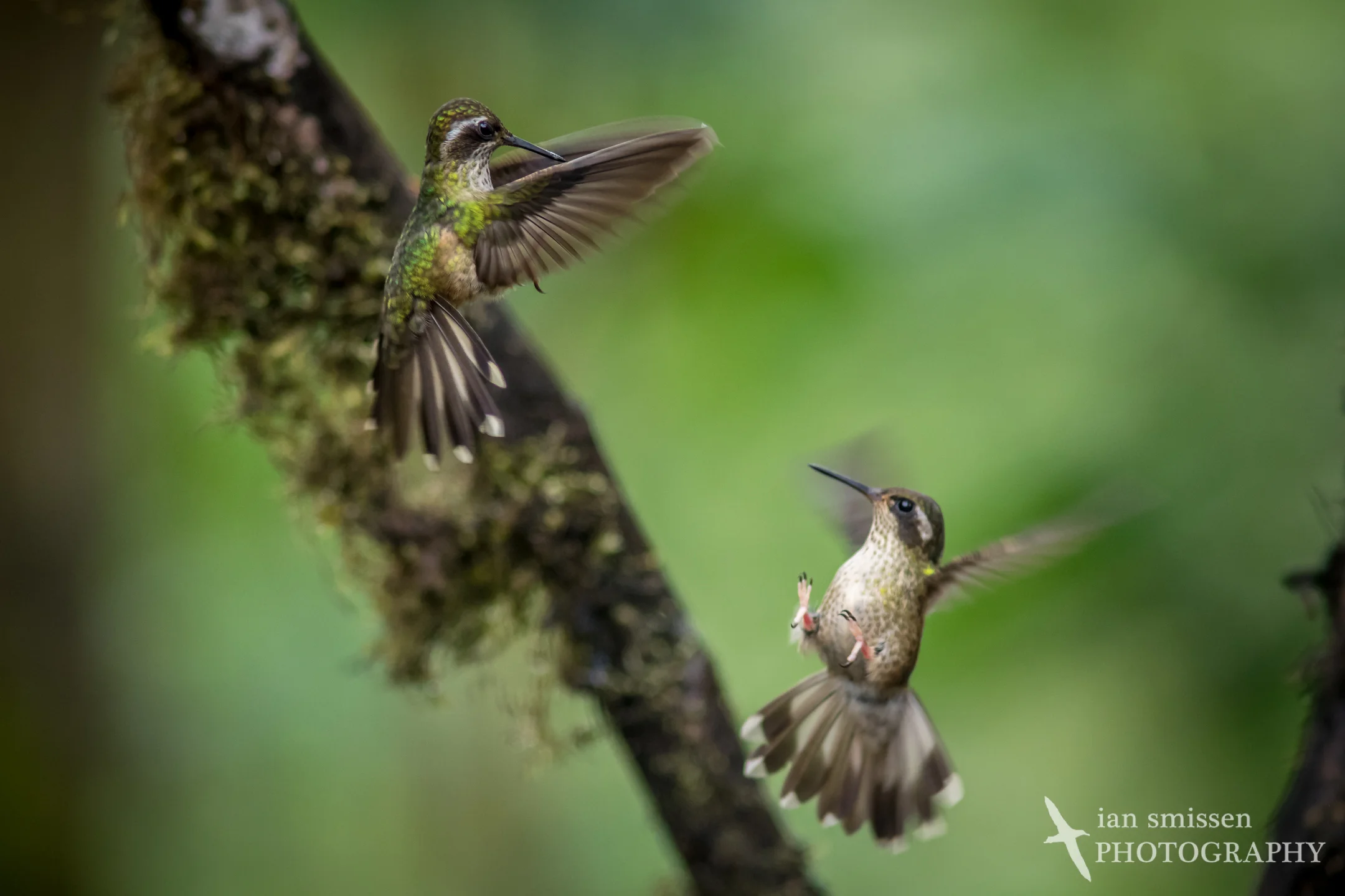 Speckled Hummingbird