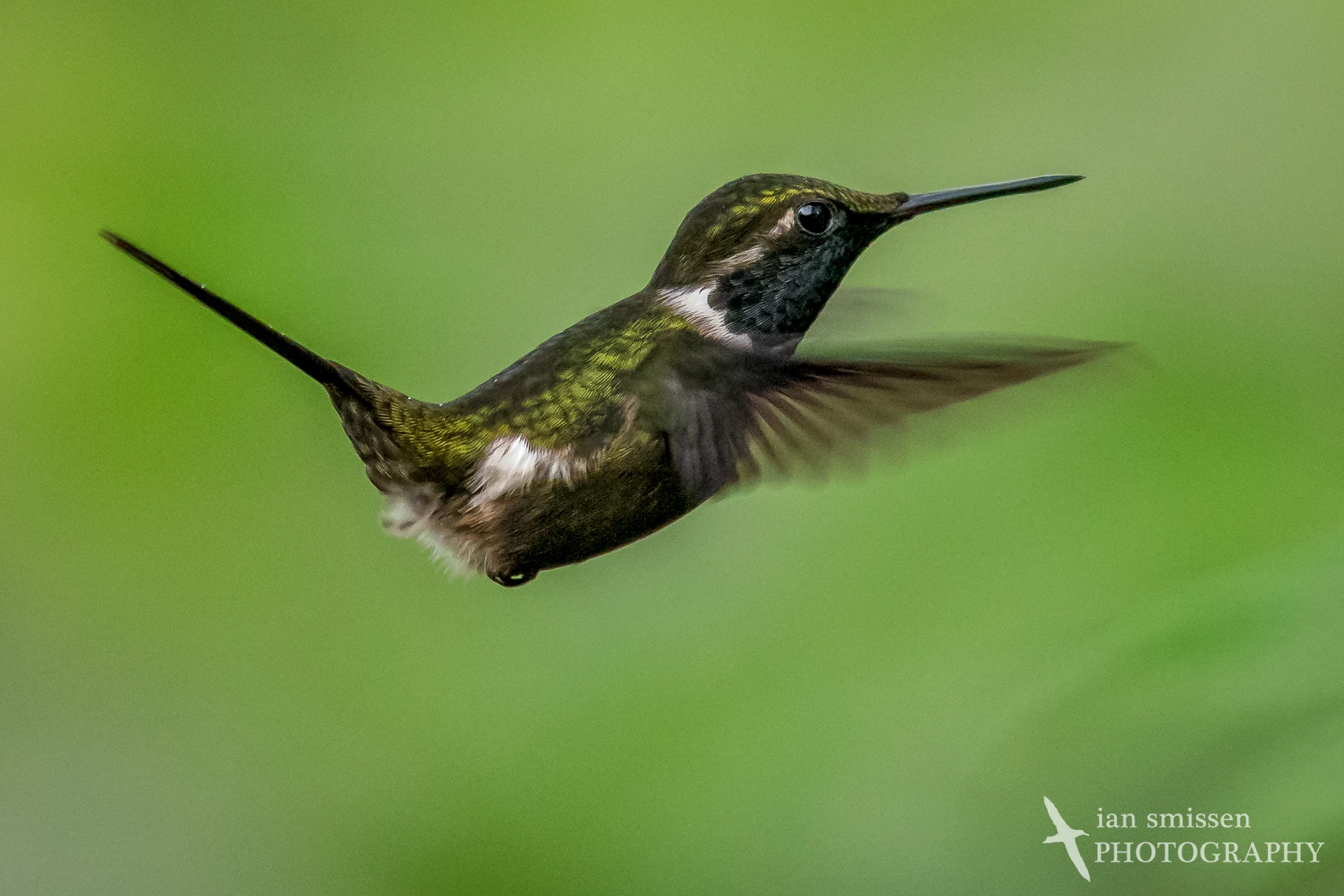 Purple-throated Woodstar