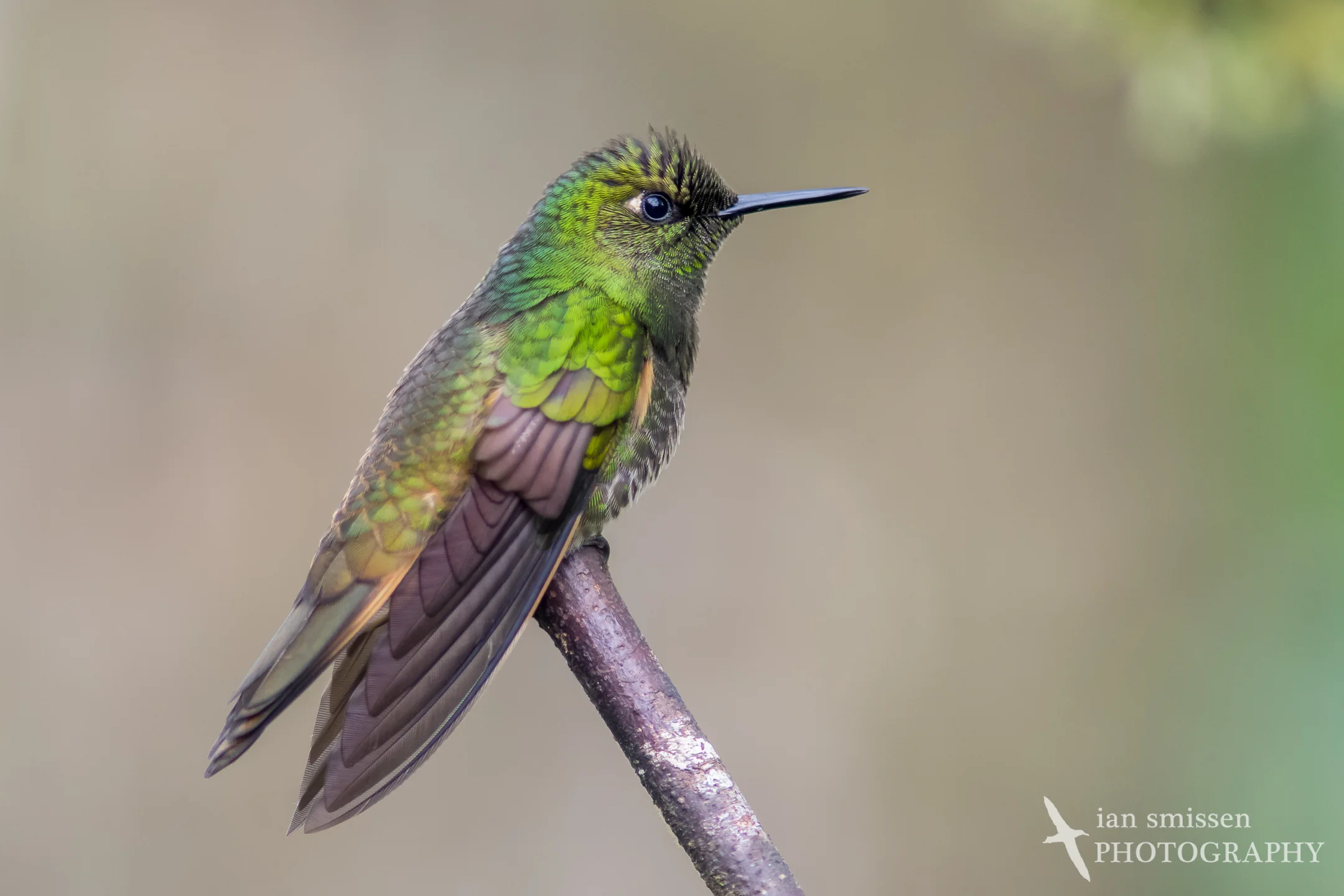 Buff-tailed Coronet