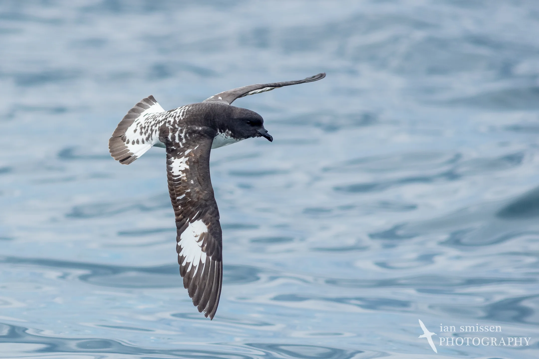 Cape Petrel