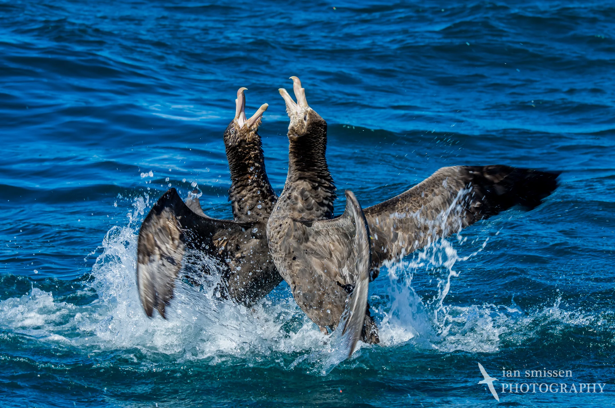 Northern Giant Petrel