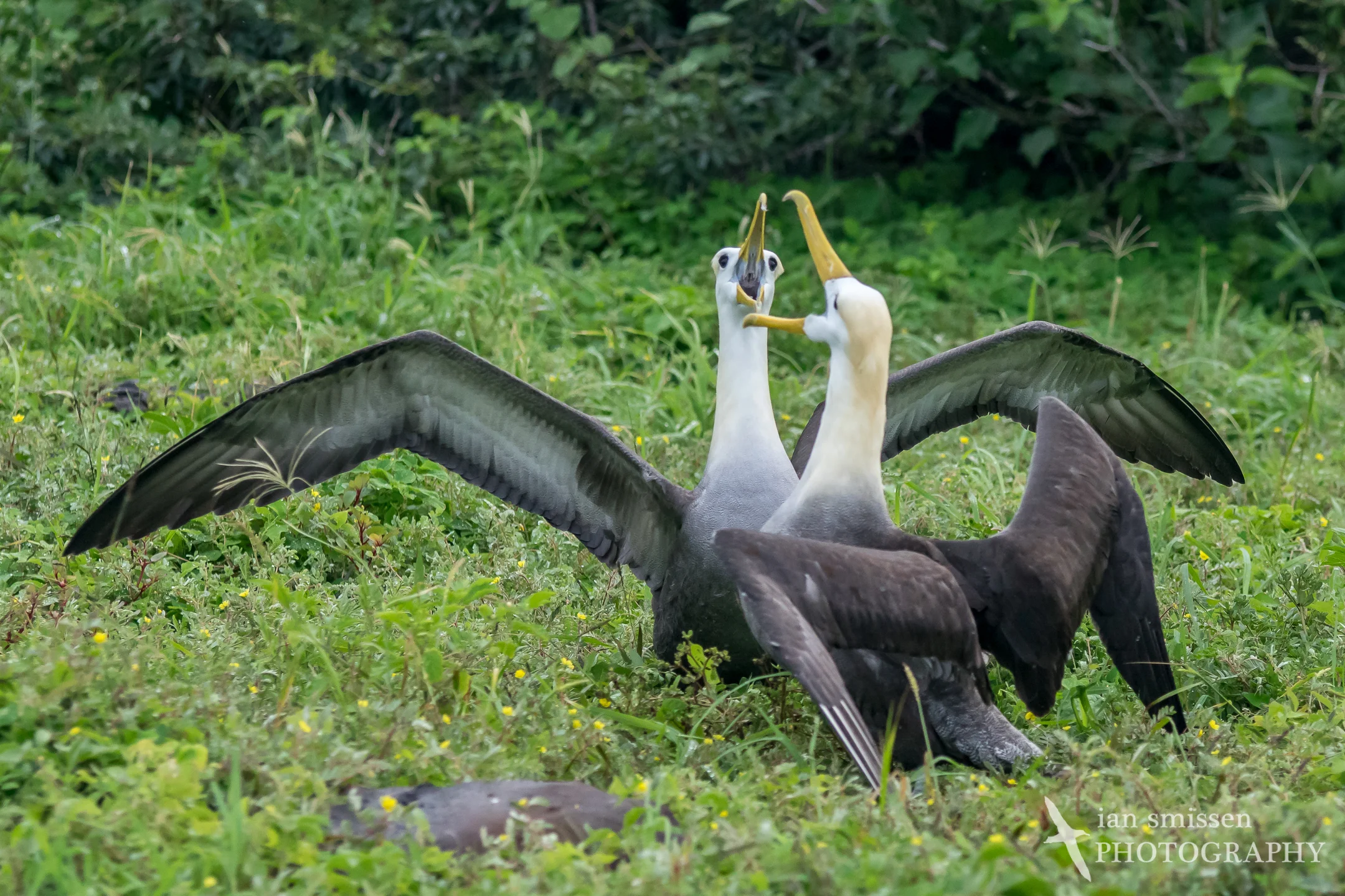 Waved Albatross