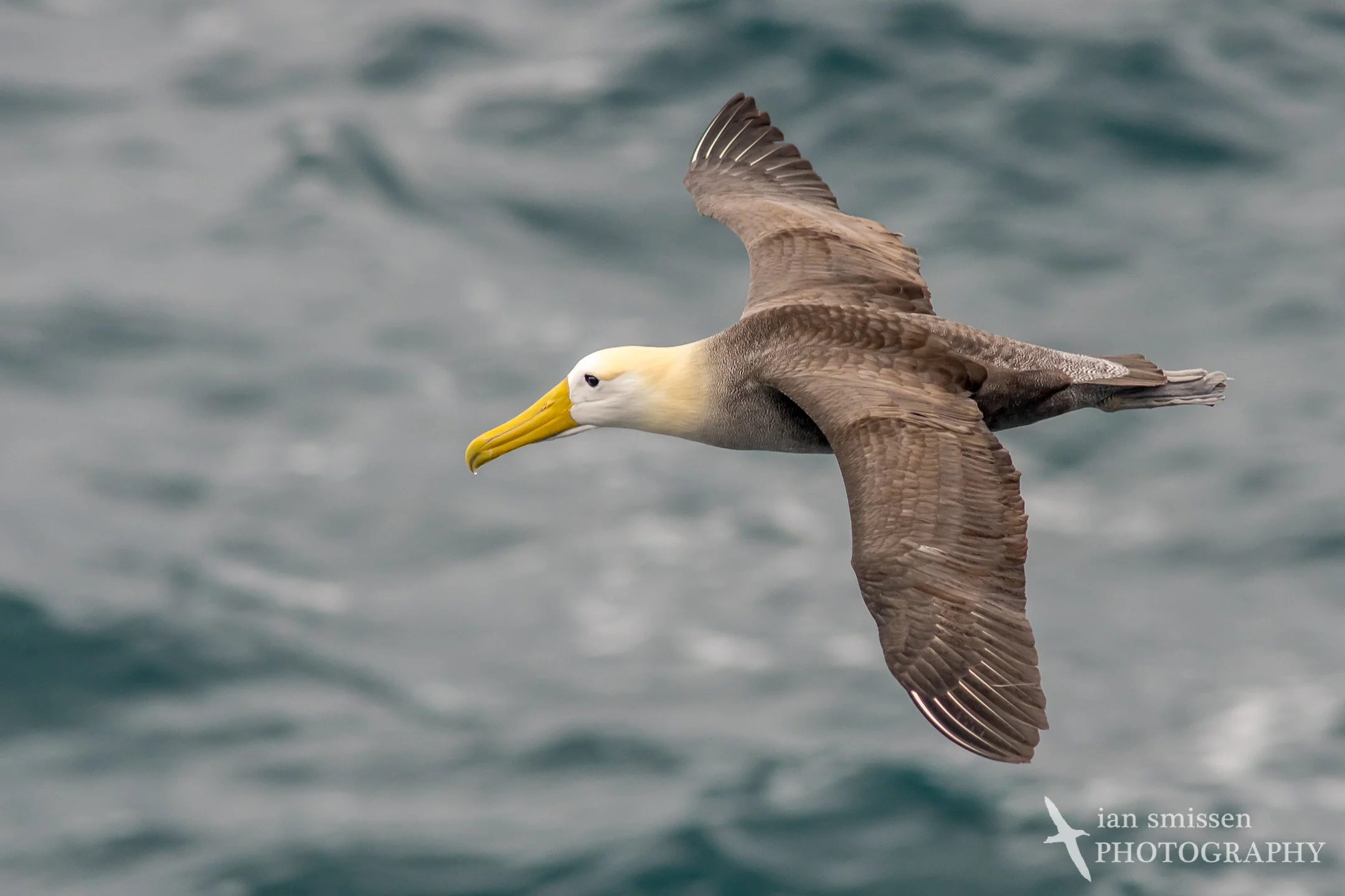 Waved Albatross