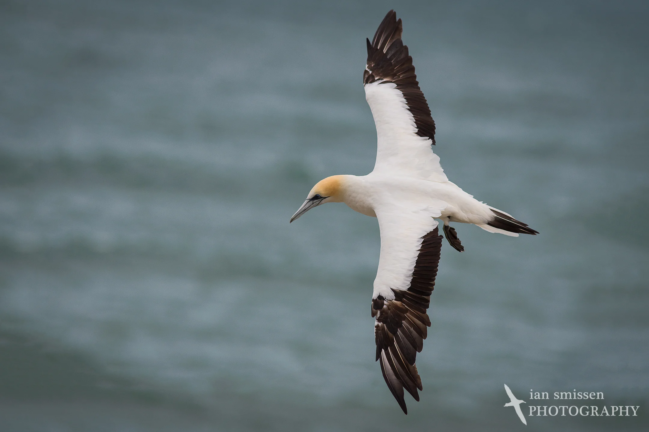 Australasian Gannet