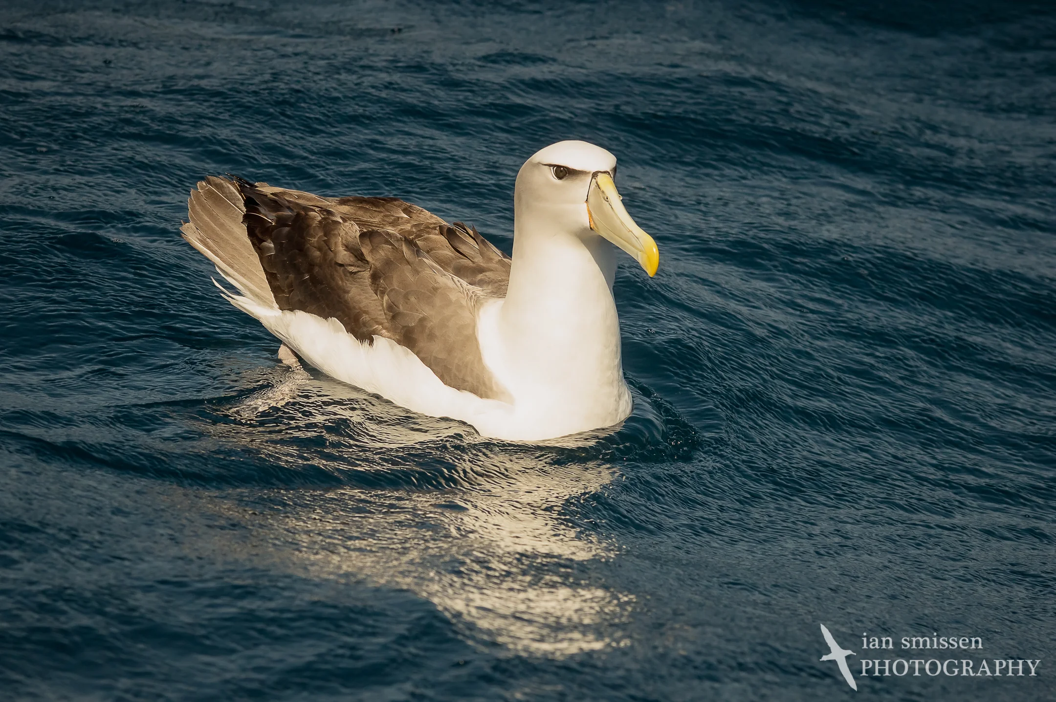 White-capped Albatross