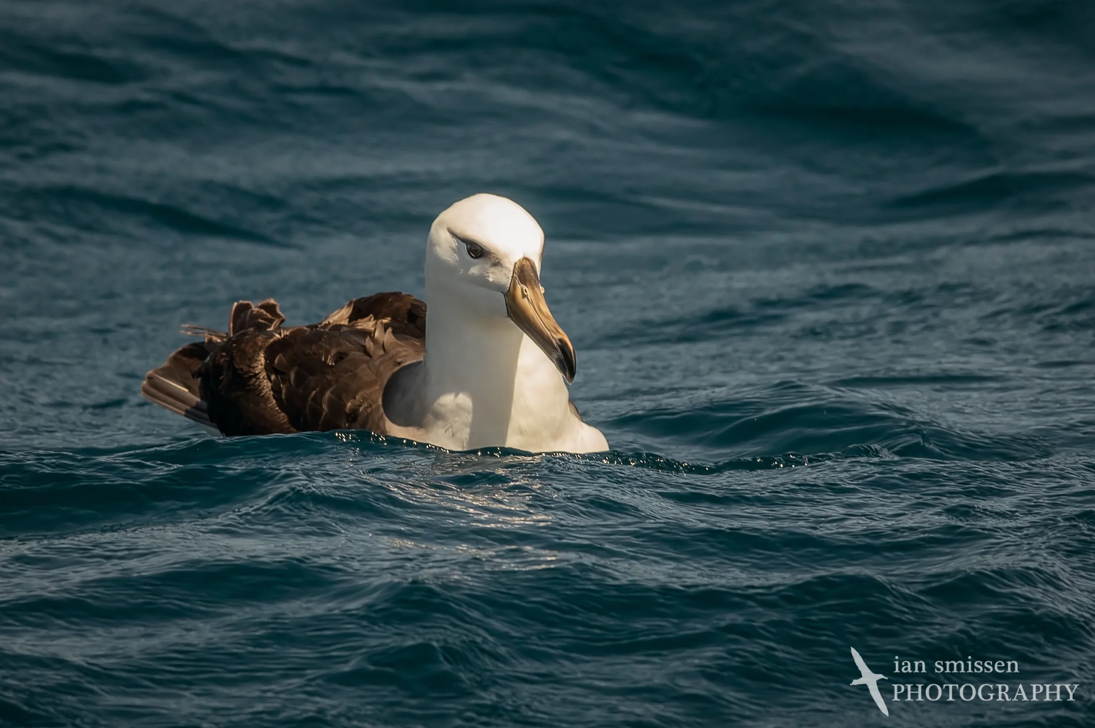 Black-browed Albatross (immature)