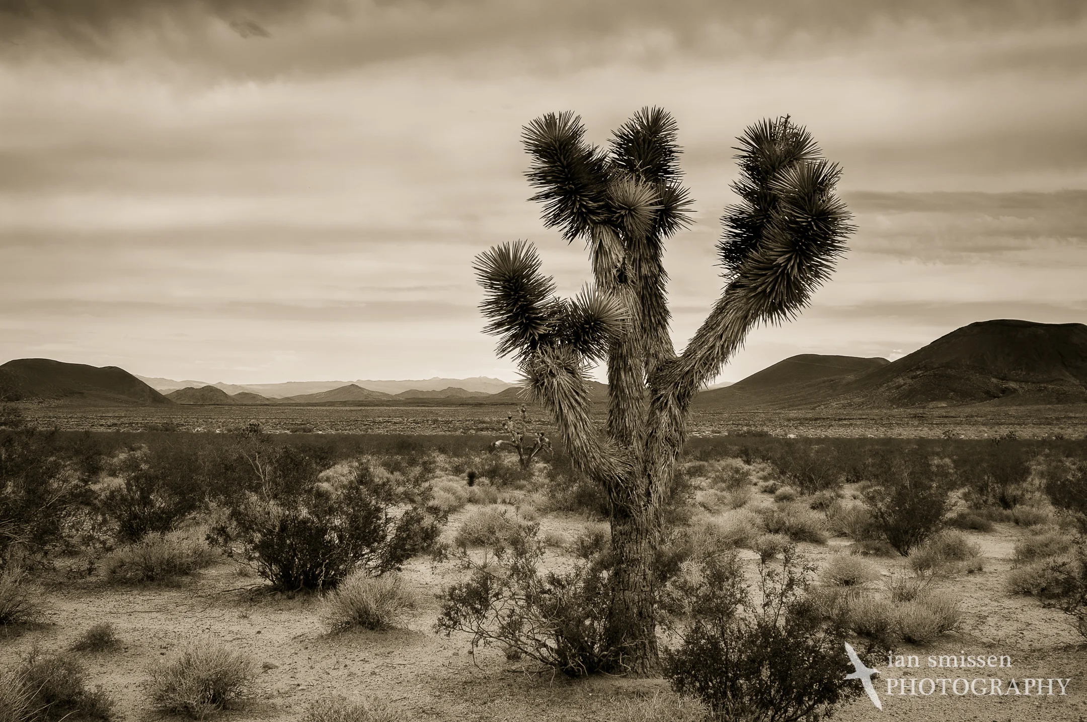 Joshua Tree, Mojave Desert