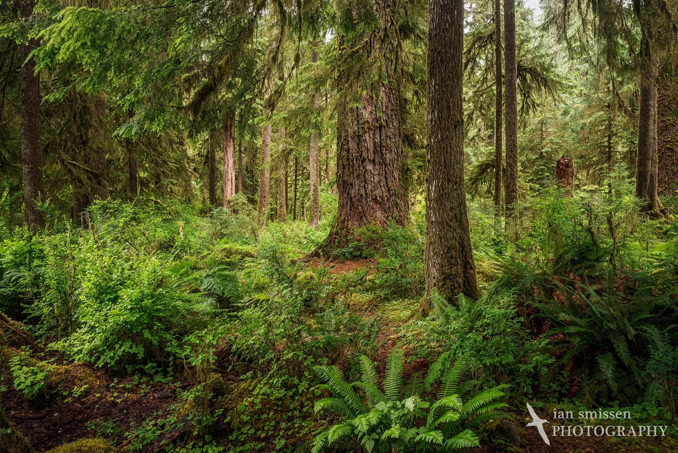 Hoh Rainforest