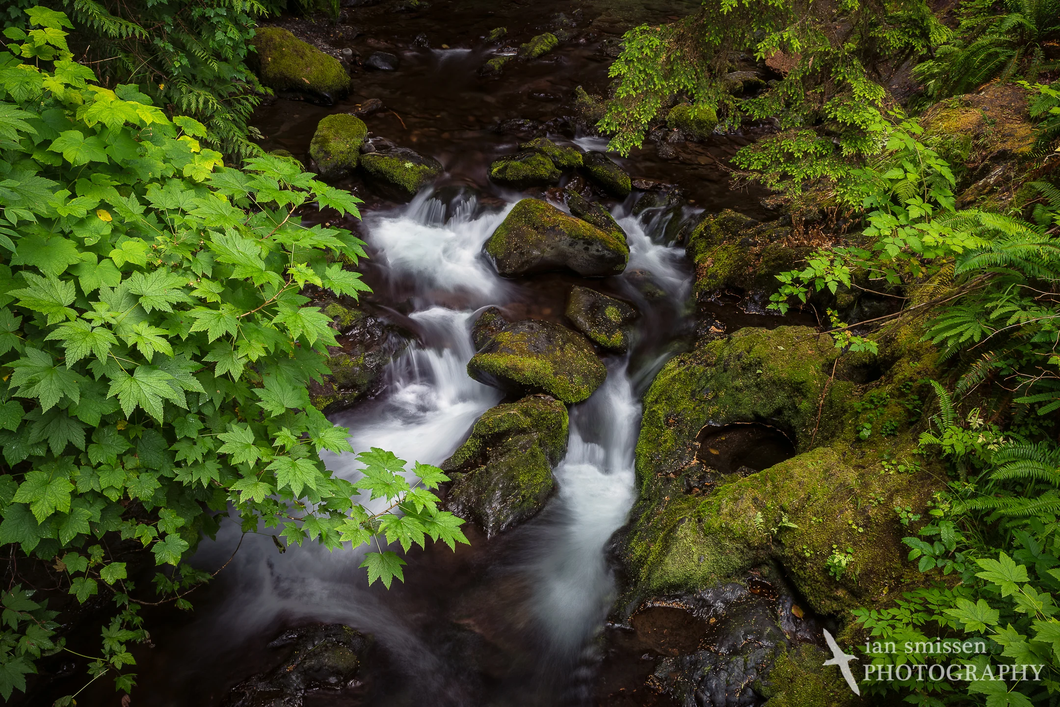 Cascades on Willaby Creek
