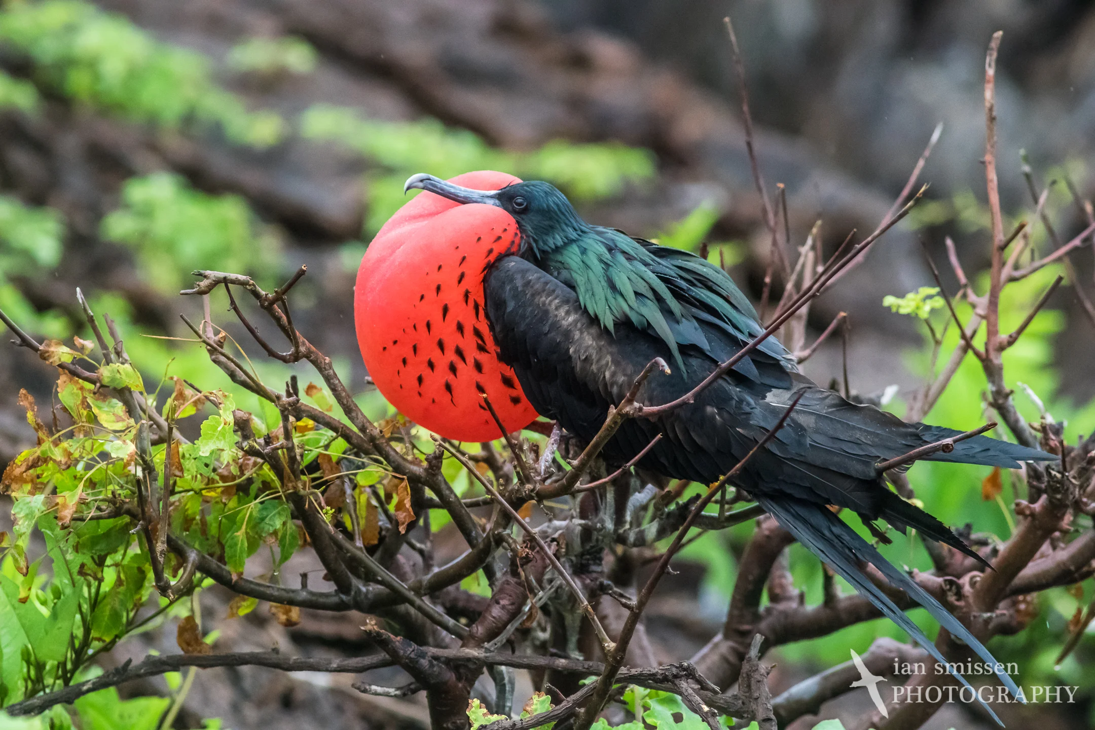 Great Frigatebird (male)
