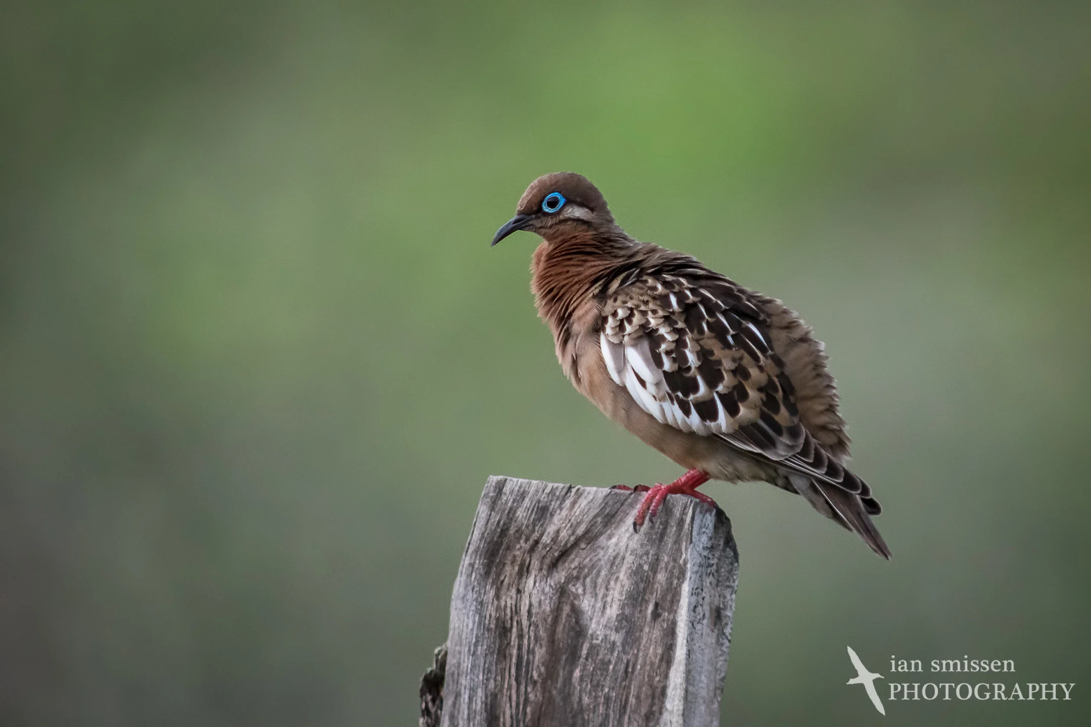 Galápagos Dove