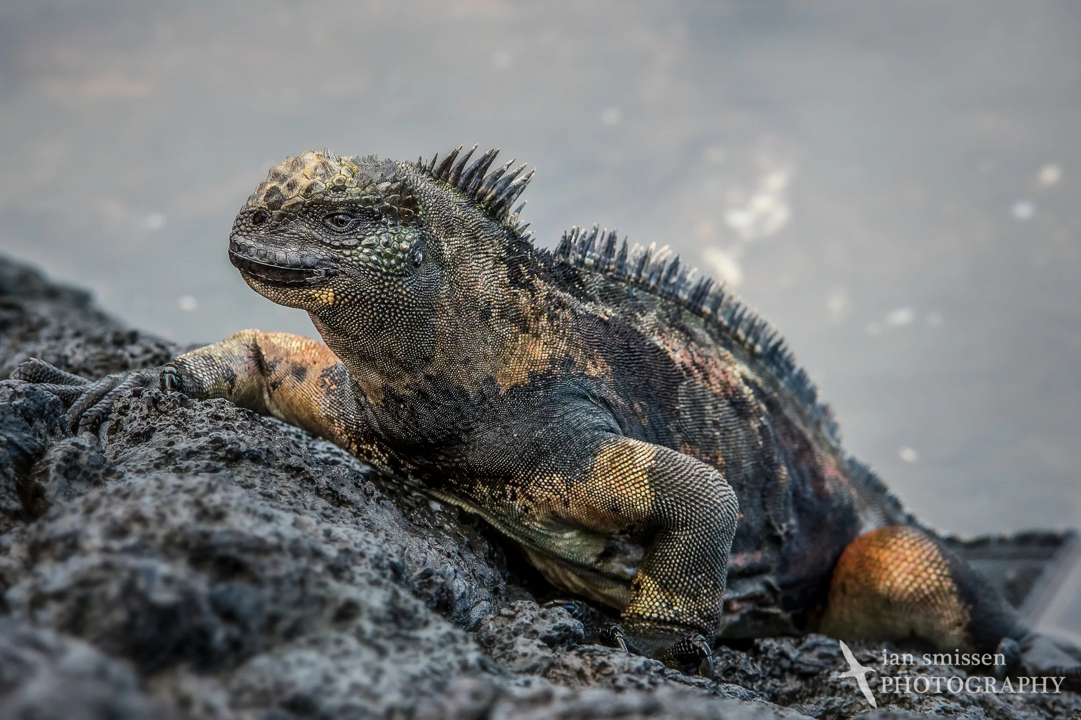Marine Iguana