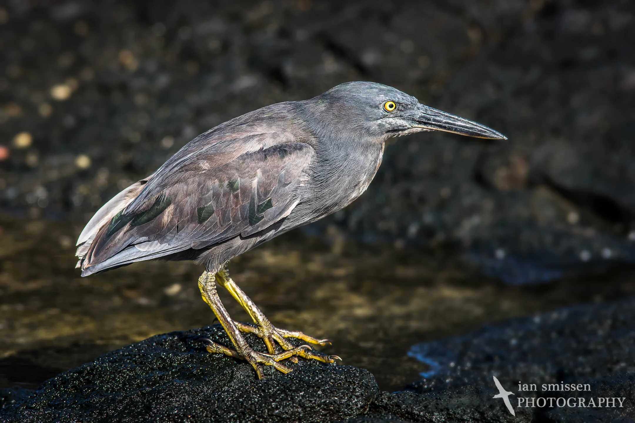Lava Heron