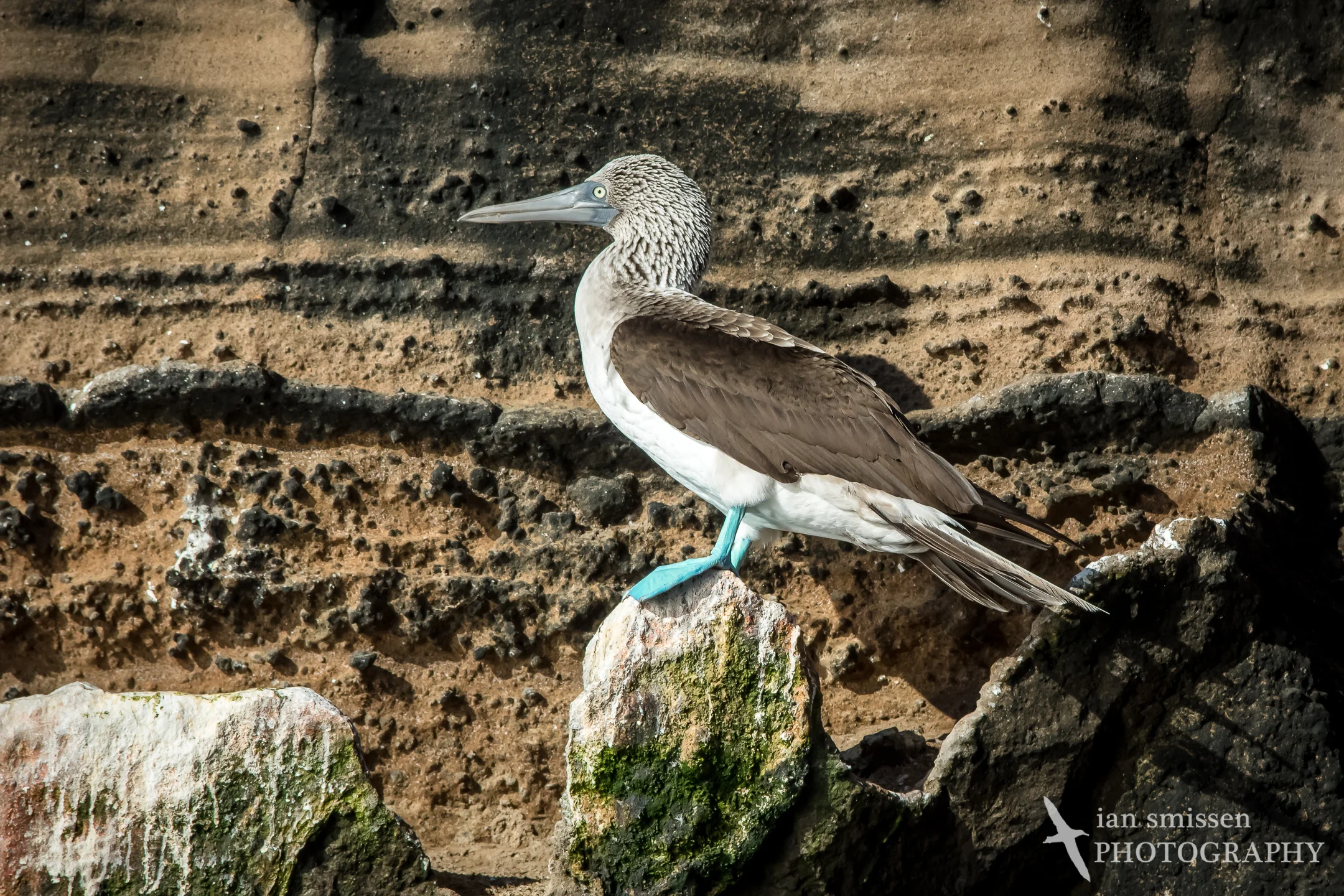 Blue-footed Booby