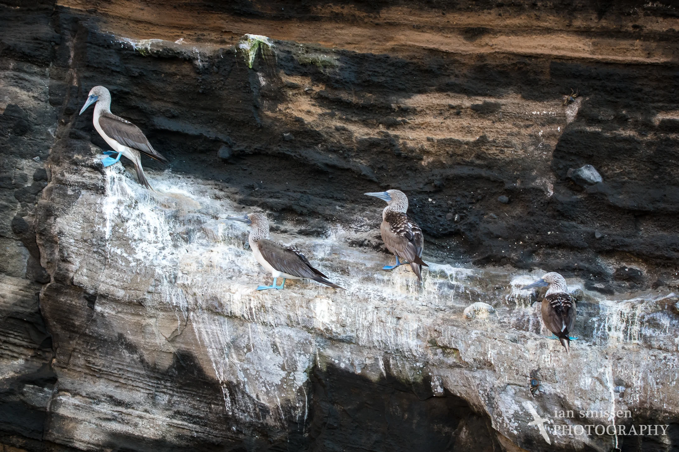 Blue-footed Booby
