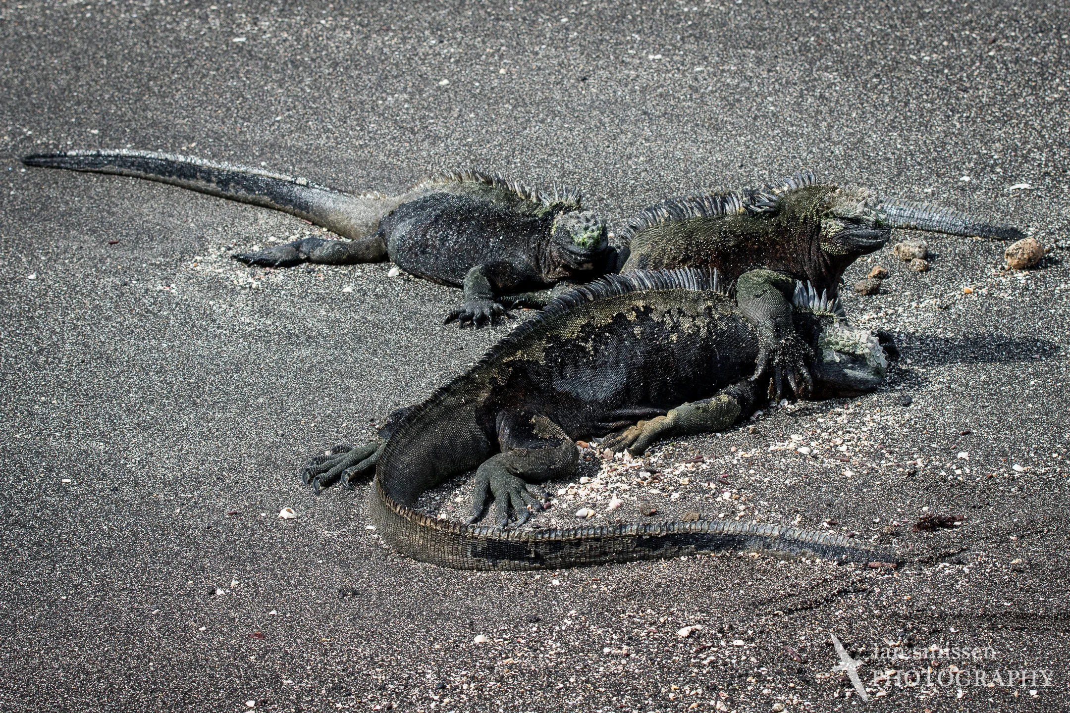 Marine Iguana