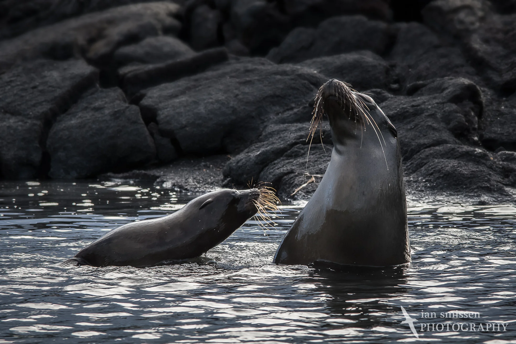 Galápagos Sea Lion (juvenile and female)