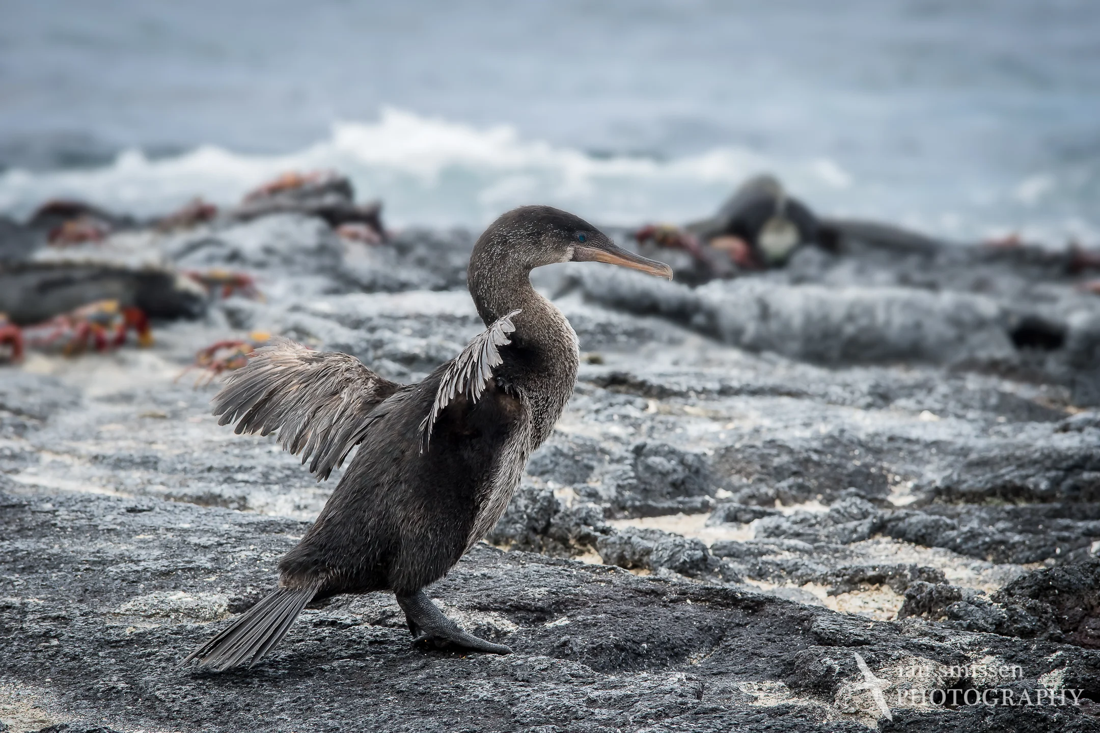 Flightless Cormorant