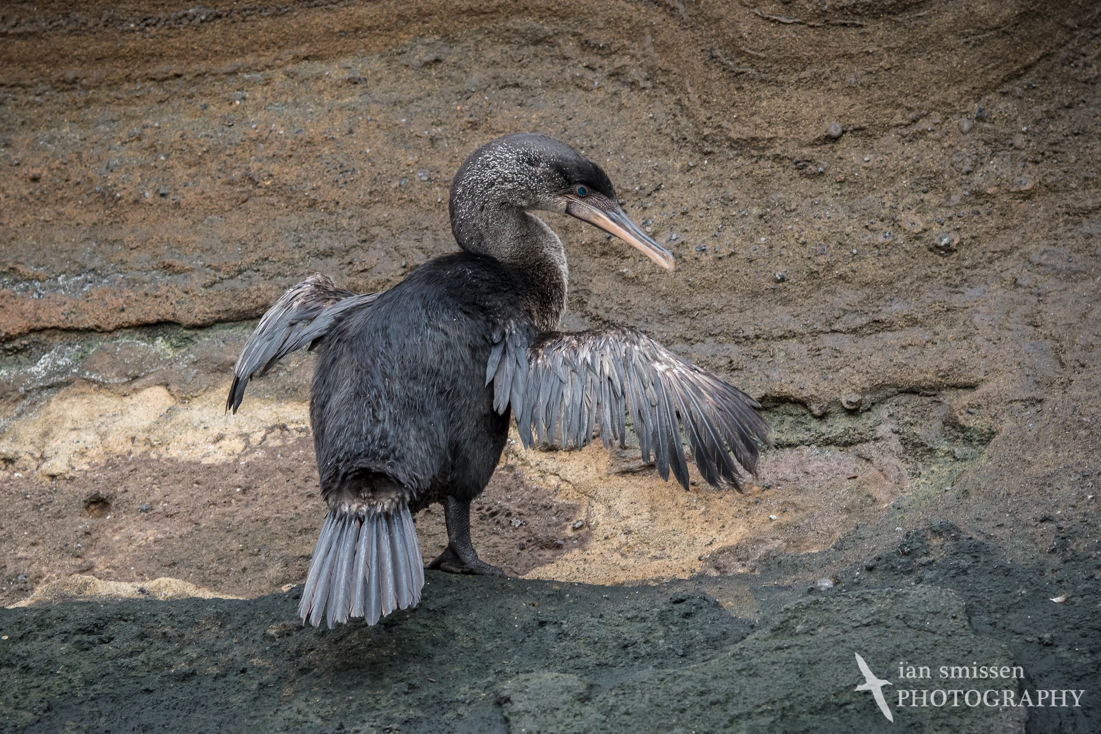 Flightless Cormorant