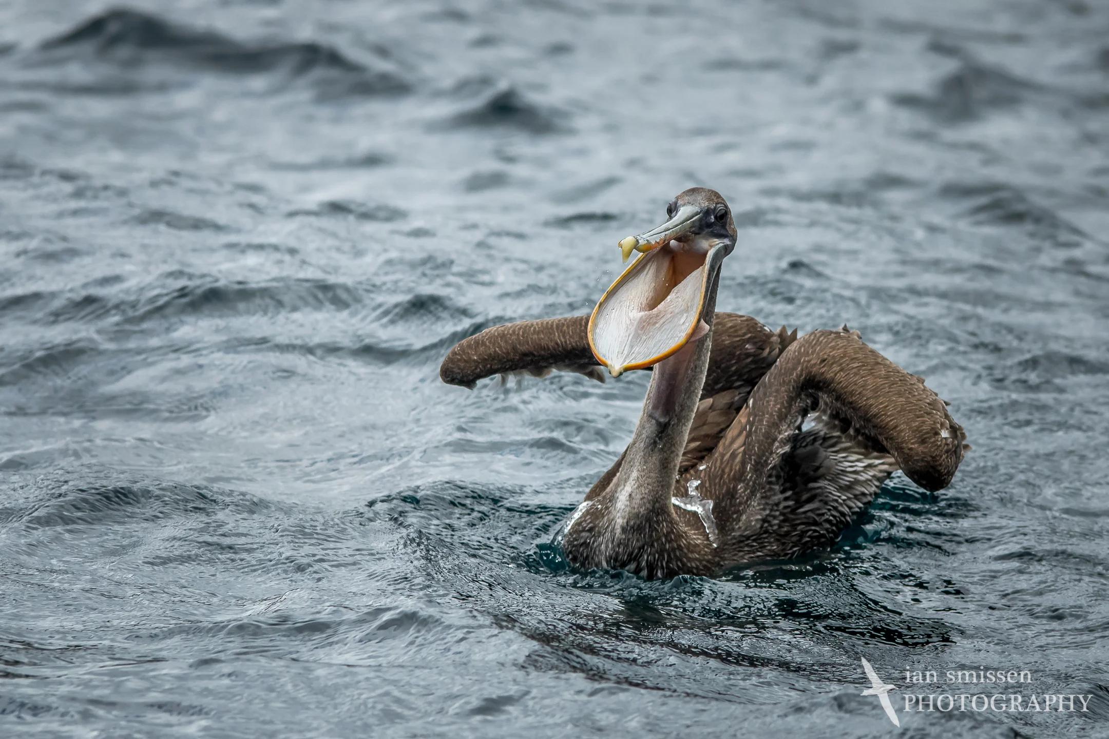 Brown Pelican