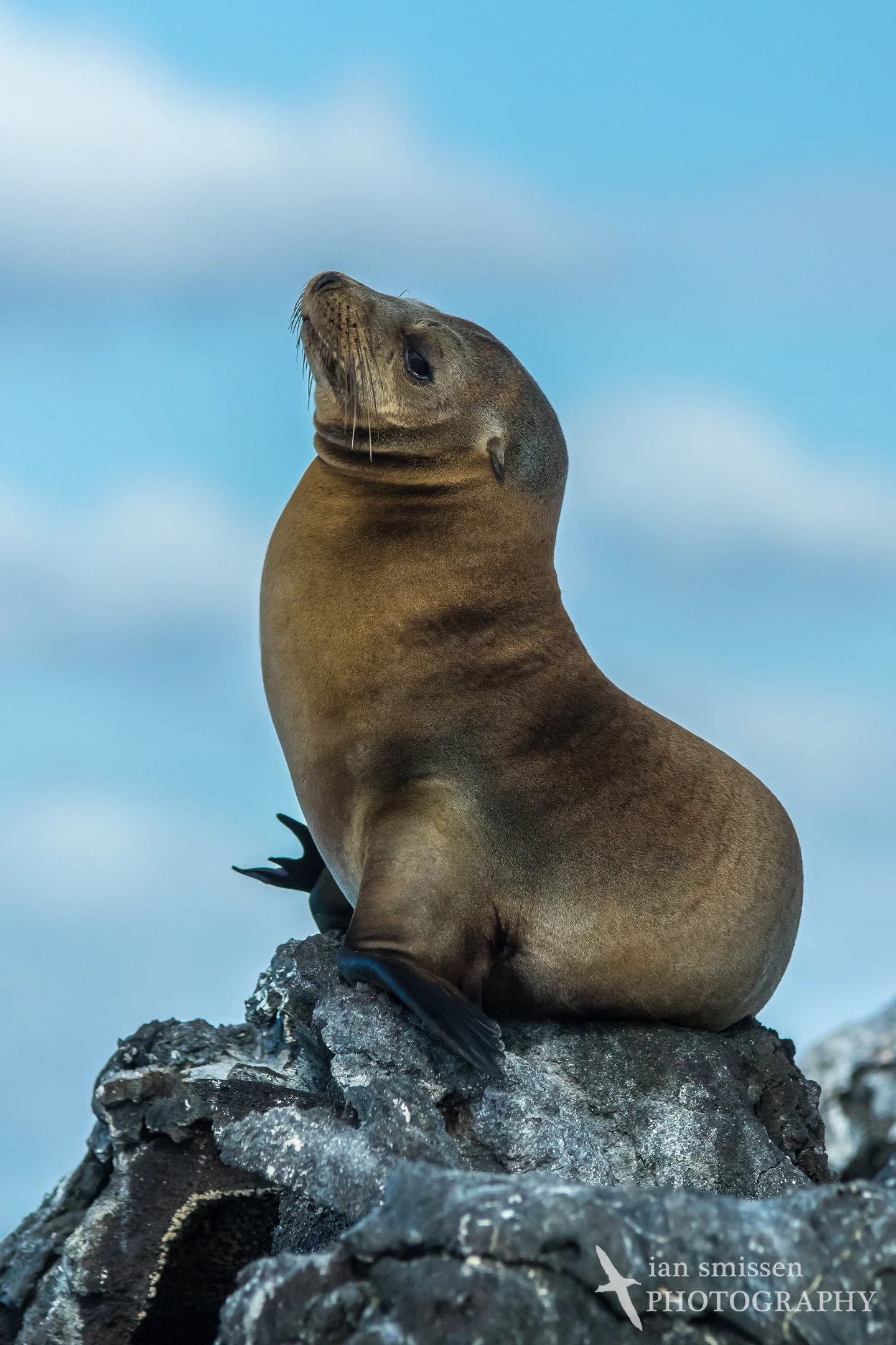 Galápagos Sea Lion (male)